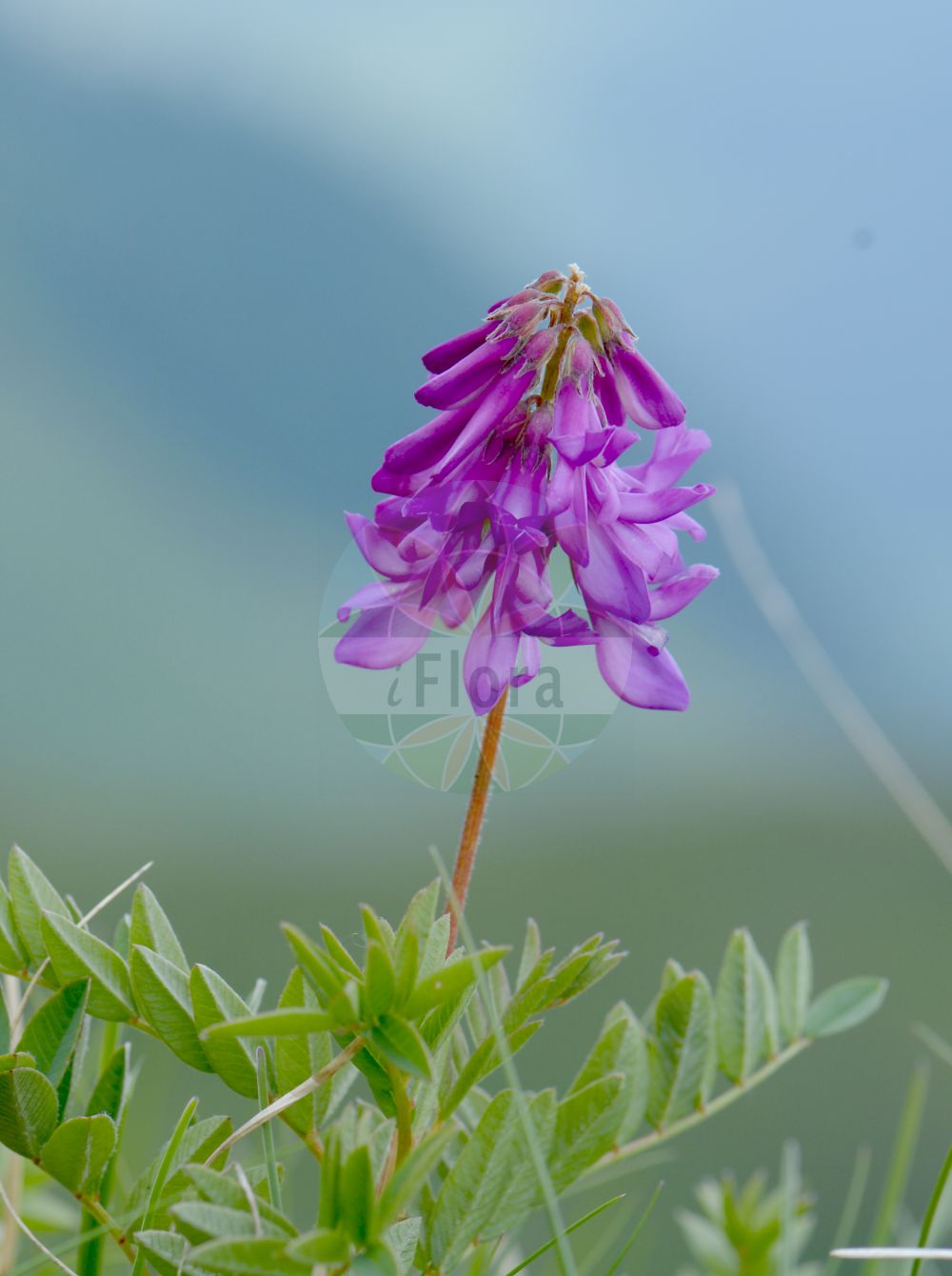 Foto von Hedysarum hedysaroides (Alpen-Süßklee - Alpine Sweetvetch). Das Bild zeigt Blatt und Bluete. Das Foto wurde in Vandans, Bludenz, Vorarlberg, Österreich, Alpen aufgenommen. ---- Photo of Hedysarum hedysaroides (Alpen-Süßklee - Alpine Sweetvetch). The image is showing leaf and flower. The picture was taken in Vandans, Bludenz, Vorarlberg, Austria, Alps.(Hedysarum hedysaroides,Alpen-Süßklee,Alpine Sweetvetch,Hedysarum hedysaroides,Hedysarum sibiricum,Alpen-Suessklee,Alpine Sweetvetch,Alpine Sainfoin,French Honeysuckle,Hedysarum,Süßklee,Sweetvetch,Fabaceae,Schmetterlingsblütler,Pea family,Blatt,Bluete,leaf,flower)