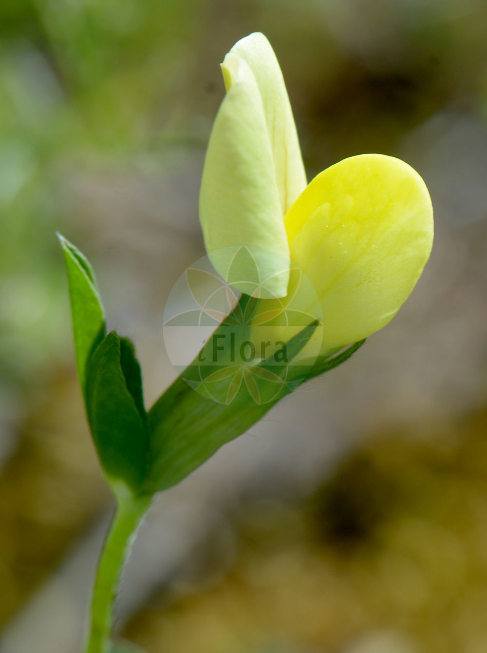 Foto von Lotus maritimus (Gelbe Spargelerbse - Dragon's Teeth). Das Bild zeigt Bluete. Das Foto wurde in Jakobsberg, Bingen am Rhein, Rheinland-Pfalz, Deutschland, Oberrheinisches Tiefland und Rhein-Main-Ebene aufgenommen. ---- Photo of Lotus maritimus (Gelbe Spargelerbse - Dragon's Teeth). The image is showing flower. The picture was taken in Jakobsberg, Bingen (Rhine), Rhineland-Palatinate, Germany, Oberrheinisches Tiefland and Rhein-Main-Ebene.(Lotus maritimus,Gelbe Spargelerbse,Dragon's Teeth,Lotus maritimus,Lotus siliquosus,Tetragonolobus maritimus,Tetragonolobus prostratus,Tetragonolobus siliquosus,Tetragonolobus tauricus,Gelbe Spargelerbse,Spargelbohne,Spargelklee,Dragon's Teeth,Asparagus Trefoil,Winged Pea,Lotus,Hornklee,Trefoil,Fabaceae,Schmetterlingsblütler,Pea family,Bluete,flower)