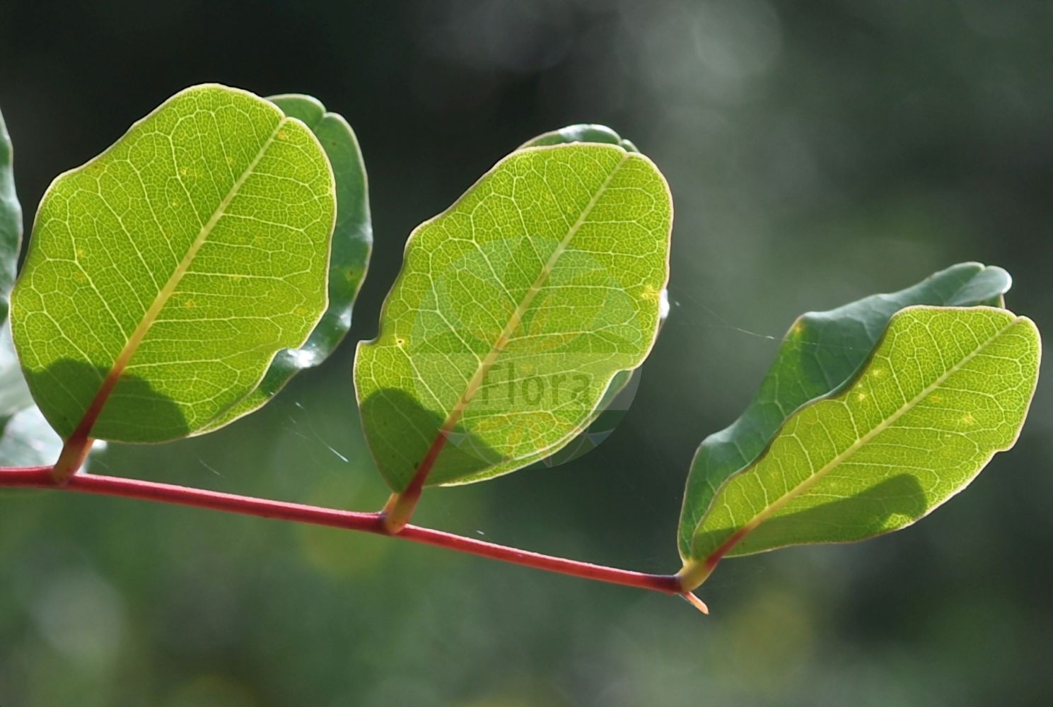 Foto von Ceratonia siliqua. Das Bild zeigt Blatt. Das Foto wurde in Bayreuth, Bayern, Deutschland aufgenommen. ---- Photo of Ceratonia siliqua. The image is showing leaf. The picture was taken in Bayreuth, Bavaria, Germany.(Ceratonia siliqua,Ceratonia siliqua,Ceratonia,Fabaceae,Schmetterlingsblütler,Pea family,Blatt,leaf)