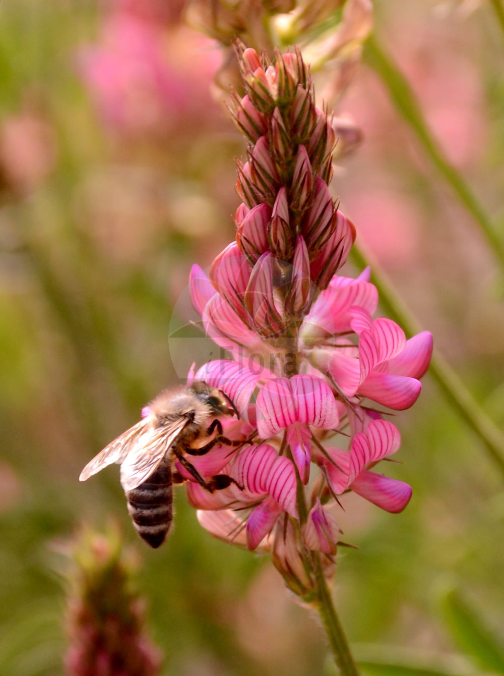 Foto von Onobrychis viciifolia (Saat-Esparsette - Sainfoin). Das Bild zeigt Bluete. Das Foto wurde in Berlin, Deutschland aufgenommen. ---- Photo of Onobrychis viciifolia (Saat-Esparsette - Sainfoin). The image is showing flower. The picture was taken in Berlin, Germany.(Onobrychis viciifolia,Saat-Esparsette,Sainfoin,Hedysarum onobrychis,Onobrychis sativa,Onobrychis viciifolia,Onobrychis vulgaris,Saat-Esparsette,Gewoehnliche Esparsette,Sainfoin,Esparcet,Onobrychis,Esparsette,Sainfoin,Fabaceae,Schmetterlingsblütler,Pea family,Bluete,flower)