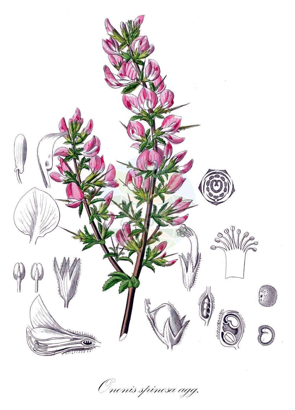Historische Abbildung von Ononis spinosa agg. (Dornige Hauhechel - Spiny Restharrow). ---- Historical Drawing of Ononis spinosa agg. (Dornige Hauhechel - Spiny Restharrow).(Ononis spinosa agg.,Dornige Hauhechel,Spiny Restharrow,Dornige Hauhechel,Dornige Hauhechel,Spiny Restharrow,Ononis,Hauhechel,Restharrow,Fabaceae,Schmetterlingsblütler,Pea family,Kohl (1891-1895))