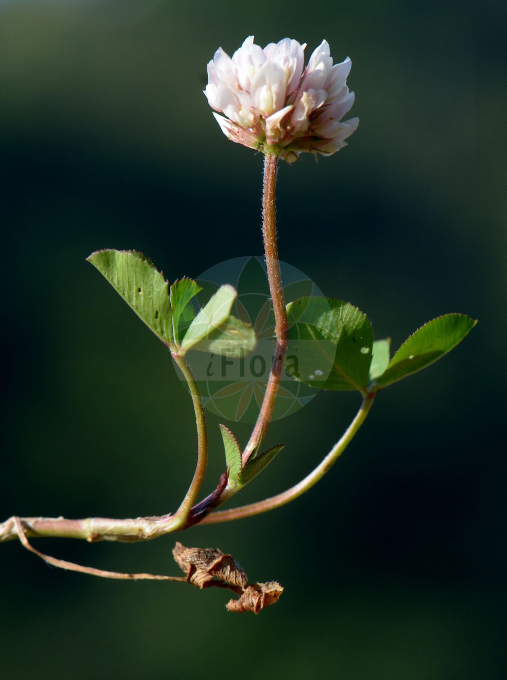 Foto von Trifolium repens (Weiß-Klee - Western Clover). Das Bild zeigt Blatt und Bluete. Das Foto wurde in Bacharach, Mainz-Bingen, Rheinland-Pfalz, Deutschland, Mittelrheintal aufgenommen. ---- Photo of Trifolium repens (Weiß-Klee - Western Clover). The image is showing leaf and flower. The picture was taken in Bacharach, Mainz-Bingen, Rhineland-Palatinate, Germany, Mittelrheintal.(Trifolium repens,Weiß-Klee,Western Clover,Trifolium repens,Weiss-Klee,Western Clover,White Clover,Dutch Clover,Shamrock,Trifolium,Klee,Clover,Fabaceae,Schmetterlingsblütler,Pea family,Blatt,Bluete,leaf,flower)