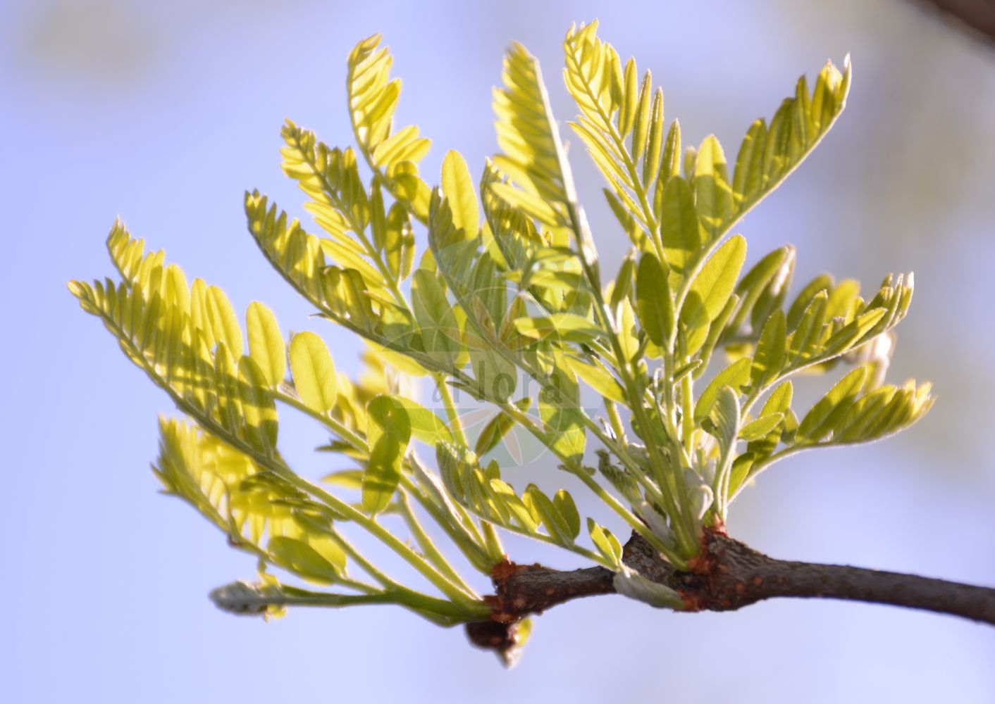Foto von Gleditsia triacanthos (Amerikanische Gleditschie - Honeylocust). Das Bild zeigt Zweig und Blatt. ---- Photo of Gleditsia triacanthos (Amerikanische Gleditschie - Honeylocust). The image is showing twig and leaf.(Gleditsia triacanthos,Amerikanische Gleditschie,Honeylocust,Acacia americana,Acacia inermis,Acacia laevis,Acacia triacanthos,Caesalpiniodes triacanthum,Gleditsia brachycarpa,Gleditsia bujotii,Gleditsia elegans,Gleditsia flava,Gleditsia heterophylla,Gleditsia horrida,Gleditsia inermis,Gleditsia laevis,Gleditsia latifolia,Gleditsia latisilique,Gleditsia meliloba,Gleditsia micracantha,Gleditsia polysperma,Gleditsia spinosa,Gleditsia triacanthos,Gleditsia triacanthus,Melilobus heterophyla,Amerikanische Gleditschie,Honeylocust,Sweet Locust,Thorny Locust,Three-thorned Acacia,Gleditsia,Gleditschie,Honeylocust,Fabaceae,Schmetterlingsblütler,Pea family,Zweig,Blatt,twig,leaf)