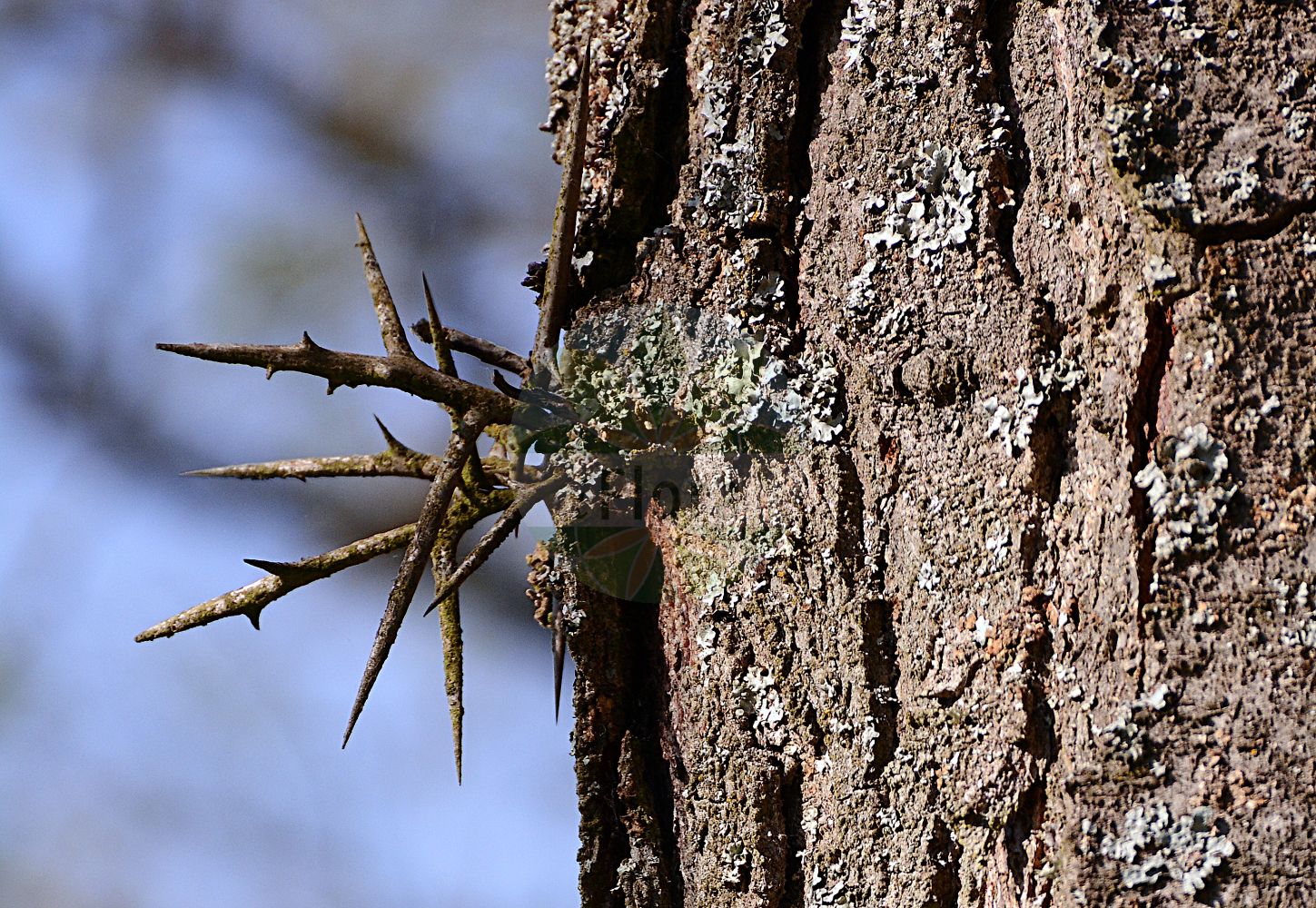 Foto von Gleditsia triacanthos (Amerikanische Gleditschie - Honeylocust). Das Bild zeigt Stamm und Borke. ---- Photo of Gleditsia triacanthos (Amerikanische Gleditschie - Honeylocust). The image is showing stem and bark.(Gleditsia triacanthos,Amerikanische Gleditschie,Honeylocust,Acacia americana,Acacia inermis,Acacia laevis,Acacia triacanthos,Caesalpiniodes triacanthum,Gleditsia brachycarpa,Gleditsia bujotii,Gleditsia elegans,Gleditsia flava,Gleditsia heterophylla,Gleditsia horrida,Gleditsia inermis,Gleditsia laevis,Gleditsia latifolia,Gleditsia latisilique,Gleditsia meliloba,Gleditsia micracantha,Gleditsia polysperma,Gleditsia spinosa,Gleditsia triacanthos,Gleditsia triacanthus,Melilobus heterophyla,Amerikanische Gleditschie,Honeylocust,Sweet Locust,Thorny Locust,Three-thorned Acacia,Gleditsia,Gleditschie,Honeylocust,Fabaceae,Schmetterlingsblütler,Pea family,Stamm,Borke,stem,bark)