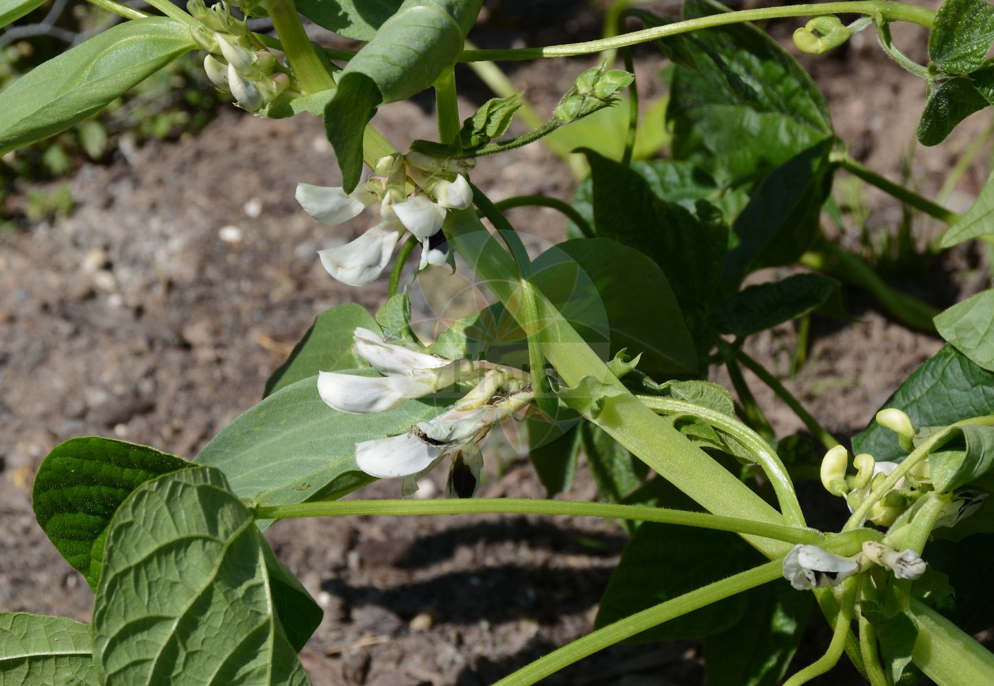 Foto von Phaseolus vulgaris (Garten-Bohne - French Bean). Das Bild zeigt Blatt und Bluete. Das Foto wurde in Osnabrück, Niedersachsen, Deutschland aufgenommen. ---- Photo of Phaseolus vulgaris (Garten-Bohne - French Bean). The image is showing leaf and flower. The picture was taken in Osnabrueck, Lower Saxony, Germany.(Phaseolus vulgaris,Garten-Bohne,French Bean,Phaseolus communis,Phaseolus compessus,Phaseolus esculentus,Phaseolus nanus,Phaseolus vulgaris,Garten-Bohne,French Bean,Bush Bean,Climbing French Bean,Kidney Bean,Climbing Kidney Bean,Dry Bean,Field Bean,Flageolet Bean,Garden Bean,Green Bean,Haricot Bean,Pop Bean,Snap Bean,String Bean,Phaseolus,Phaseolus-Bohne,Bean,Fabaceae,Schmetterlingsblütler,Pea family,Blatt,Bluete,leaf,flower)