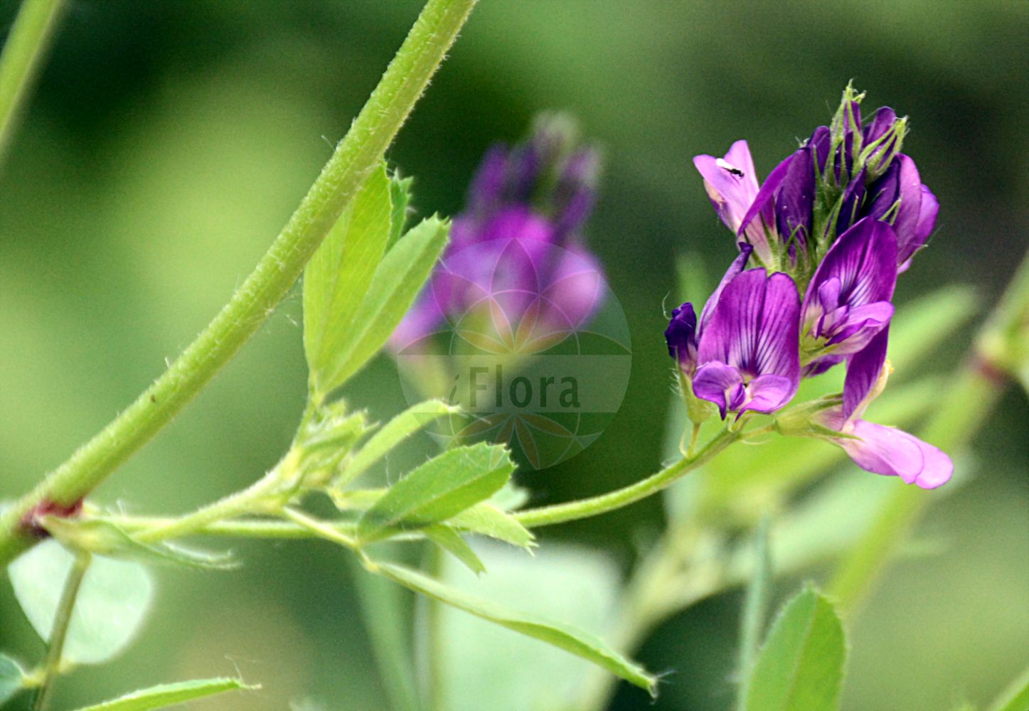 Foto von Medicago sativa (Saat-Luzerne - Lucerne). Das Bild zeigt Blatt und Bluete. ---- Photo of Medicago sativa (Saat-Luzerne - Lucerne). The image is showing leaf and flower.(Medicago sativa,Saat-Luzerne,Lucerne,Medicago afganica,Medicago grandiflora,Medicago ladak,Medicago mesopotamica,Medicago orientalis,Medicago polia,Medicago praesativa,Medicago sativa,Medicago sogdiana,Trigonella upendrae,Saat-Luzerne,Echte Luzerne,Lucerne,Alfalfa,Purple Medick,Medicago,Schneckenklee,Alfalfa,Fabaceae,Schmetterlingsblütler,Pea family,Blatt,Bluete,leaf,flower)