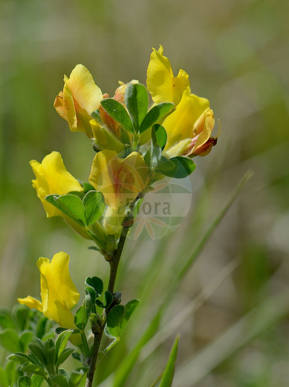 Foto von Cytisus ratisbonensis (Regensburger Geißklee - Eastern Dwarf Broom). Das Foto wurde in München, Bayern, Deutschland aufgenommen. ---- Photo of Cytisus ratisbonensis (Regensburger Geißklee - Eastern Dwarf Broom). The picture was taken in Munich, Bavaria, Germany.(Cytisus ratisbonensis,Regensburger Geißklee,Eastern Dwarf Broom,Chamaecytisus ratisbonensis,Cytisus biflorus,Cytisus lithuanicus,Cytisus pubescens,Cytisus ratisbonensis,Regensburger Geissklee,Eastern Dwarf Broom,Cytisus,Geißklee,Broom,Fabaceae,Schmetterlingsblütler,Pea family)