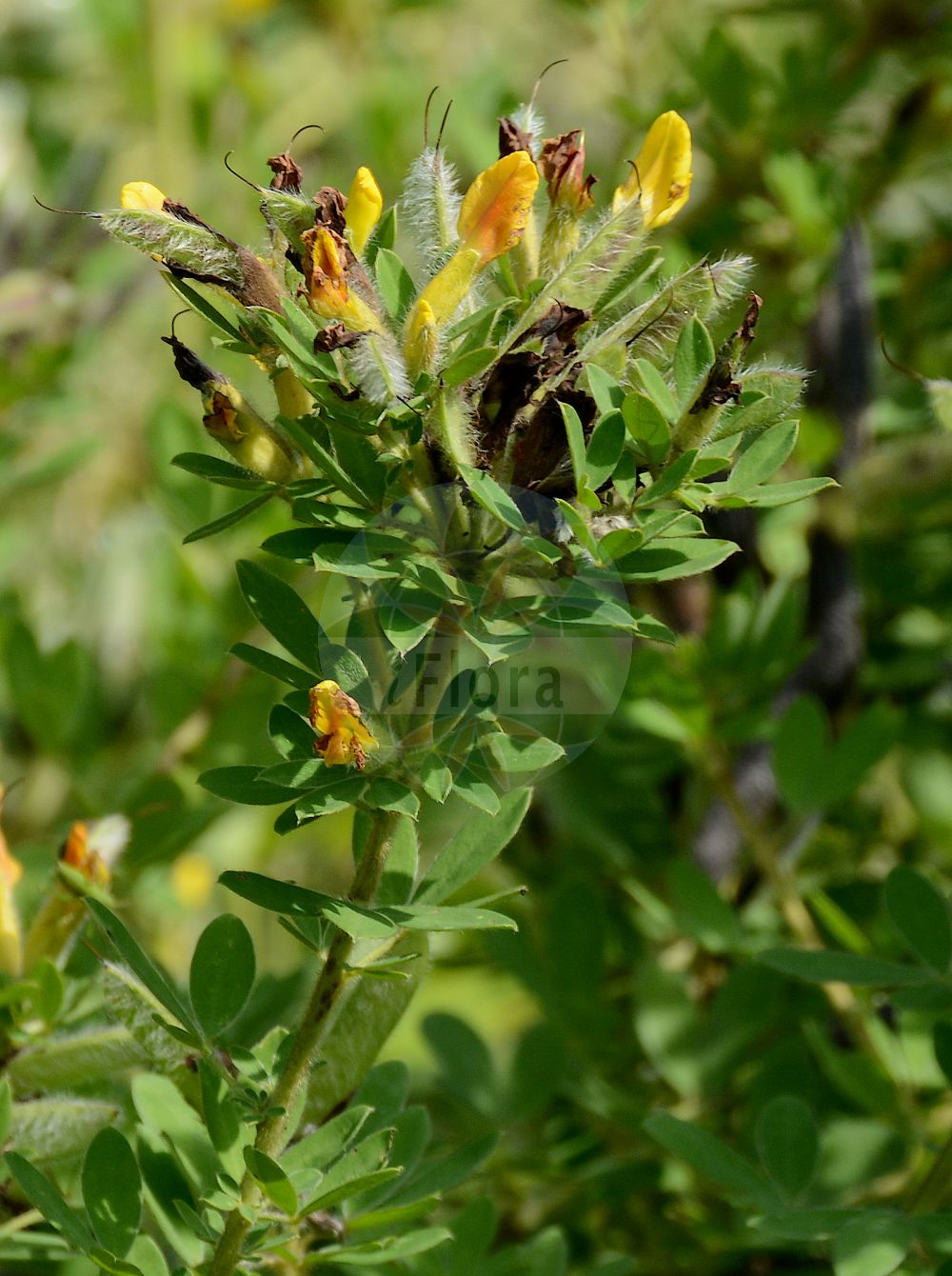 Foto von Cytisus hirsutus (Kopf-Geißklee - Clustered Broom). Das Foto wurde in Berlin, Deutschland aufgenommen. ---- Photo of Cytisus hirsutus (Kopf-Geißklee - Clustered Broom). The picture was taken in Berlin, Germany.(Cytisus hirsutus,Kopf-Geißklee,Clustered Broom,Chamaecytisus aggregatus,Chamaecytisus ciliatus,Chamaecytisus hirsutissimus,Chamaecytisus hirsutus,Chamaecytisus leucotrichus,Chamaecytisus supinus,Cytisus aggregatus,Cytisus alpestris,Cytisus capitatus,Cytisus ciliatus,Cytisus colchicus,Cytisus falcatus,Cytisus gallicus,Cytisus hirsutus,Cytisus hirsutus L. subsp.,Cytisus leucotrichus,Cytisus prostratus,Cytisus pumilus,Cytisus supinus,Genista capitata,Genista pedunculata L'Hér. subsp.,Genista supina,Kopf-Geissklee,Kopf-Ginster,Niedriger Zwergginster,Clustered Broom,Big-flowered Broom,Big-flower Broom,Headed Broom,Cytisus,Geißklee,Broom,Fabaceae,Schmetterlingsblütler,Pea family)