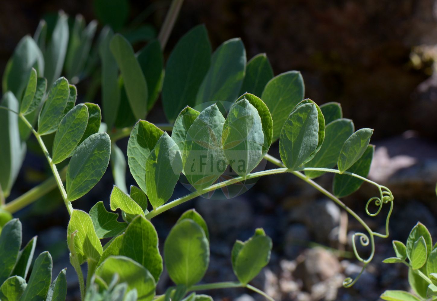 Foto von Lathyrus japonicus (Strand-Platterbse - Sea Pea). Das Foto wurde in Göteborg, Schweden aufgenommen. ---- Photo of Lathyrus japonicus (Strand-Platterbse - Sea Pea). The picture was taken in Gothenburg, Sweden.(Lathyrus japonicus,Strand-Platterbse,Sea Pea,Lathyrus aleuticus,Lathyrus japonicus,Lathyrus maritimus var. aleuticus,Strand-Platterbse,Japanische Platterbse,Sea Pea,Beach Pea,Lathyrus,Platterbse,Pea,Fabaceae,Schmetterlingsblütler,Pea family)