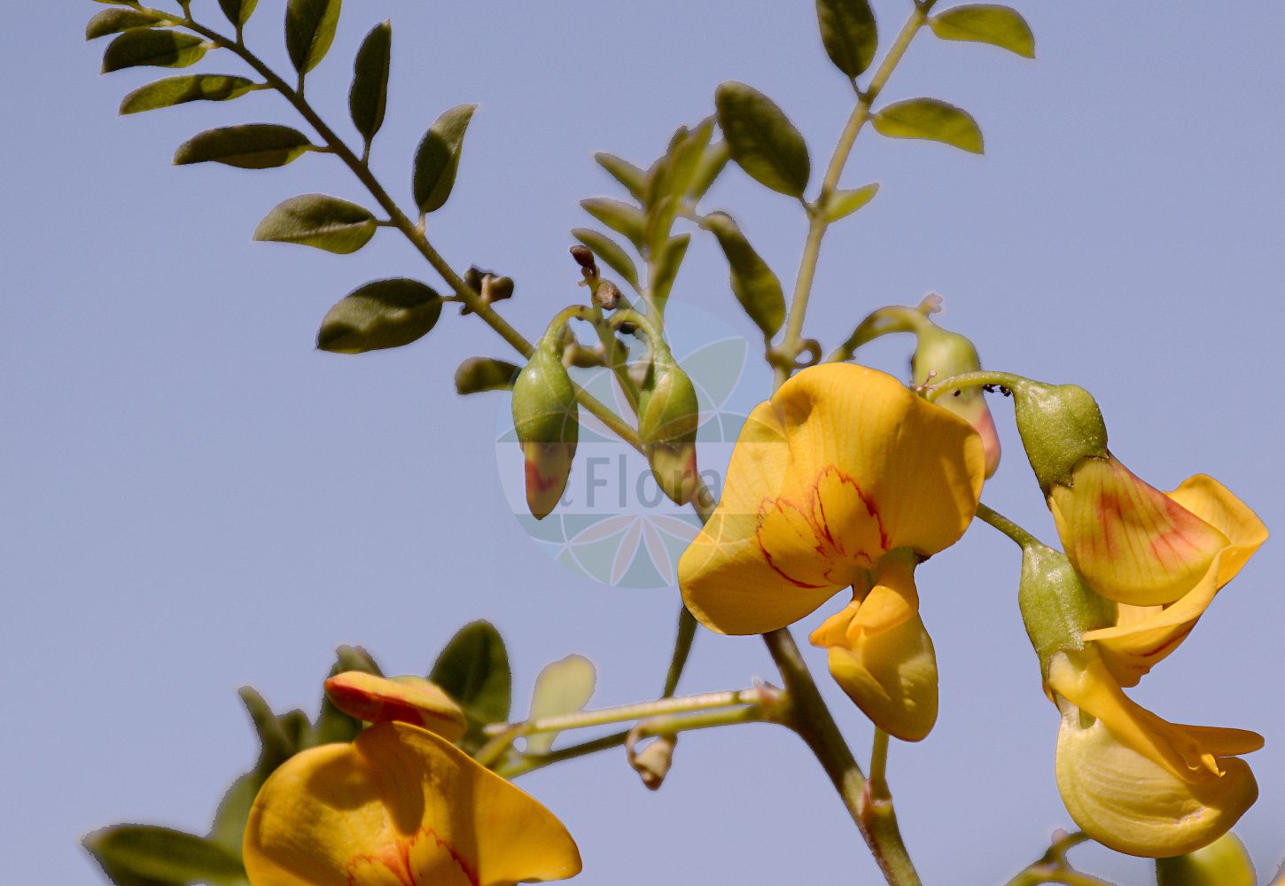 Foto von Colutea arborescens (Gelber Blasenstrauch - Bladder-senna). Das Foto wurde in Mainz, Rheinland-Pfalz, Deutschland aufgenommen. ---- Photo of Colutea arborescens (Gelber Blasenstrauch - Bladder-senna). The picture was taken in Mainz, Rhineland-Palatinate, Germany.(Colutea arborescens,Gelber Blasenstrauch,Bladder-senna,Colutea arborescens,Gelber Blasenstrauch,Blasenstrauch,Gewoehnlicher Blasenstrauch,Bladder-senna,Bastard Senna,Common Bladder Senna,Colutea,Blasenstrauch,Fabaceae,Schmetterlingsblütler,Pea family)