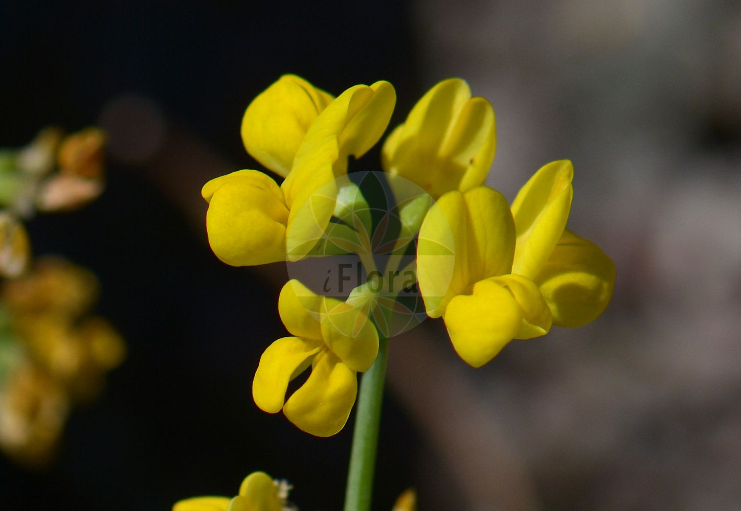 Foto von Coronilla vaginalis (Scheiden-Kronwicke - Small Scorpion Vetch). Das Foto wurde in Uppsala, Schweden aufgenommen. ---- Photo of Coronilla vaginalis (Scheiden-Kronwicke - Small Scorpion Vetch). The picture was taken in Uppsala, Sweden.(Coronilla vaginalis,Scheiden-Kronwicke,Small Scorpion Vetch,Coronilla vaginalis,Coronilla vaginalis subsp. hercegovinica,Scheiden-Kronwicke,Umscheidete Kronwicke,Small Scorpion Vetch,Coronilla,Kronwicke,Crown Vetch,Fabaceae,Schmetterlingsblütler,Pea family)
