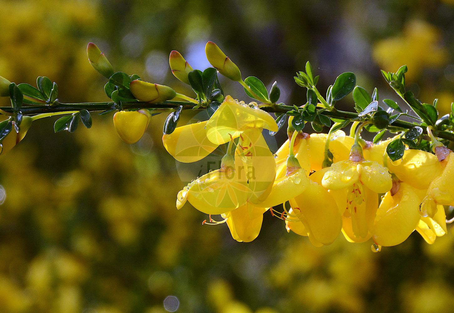 Foto von Cytisus scoparius (Besenginster - Broom). Das Foto wurde in Wilhelmshaven, Niedersachsen, Deutschland aufgenommen. ---- Photo of Cytisus scoparius (Besenginster - Broom). The picture was taken in Wilhelmshaven, Lower Saxony, Germany.(Cytisus scoparius,Besenginster,Broom,Cytisus scoparius,Sarothamnus bourgaei,Sarothamnus oxyphyllus,Sarothamnus scoparius,Sarothamnus vulgaris,Spartium scoparium,Besenginster,Besenpfrieme,Gewoehnlicher Besenginster,Ramse,Broom,Prostrate Broom,Scotch Broom,Common Broom,English Broom,Scottish Broom,Cytisus,Geißklee,Broom,Fabaceae,Schmetterlingsblütler,Pea family)