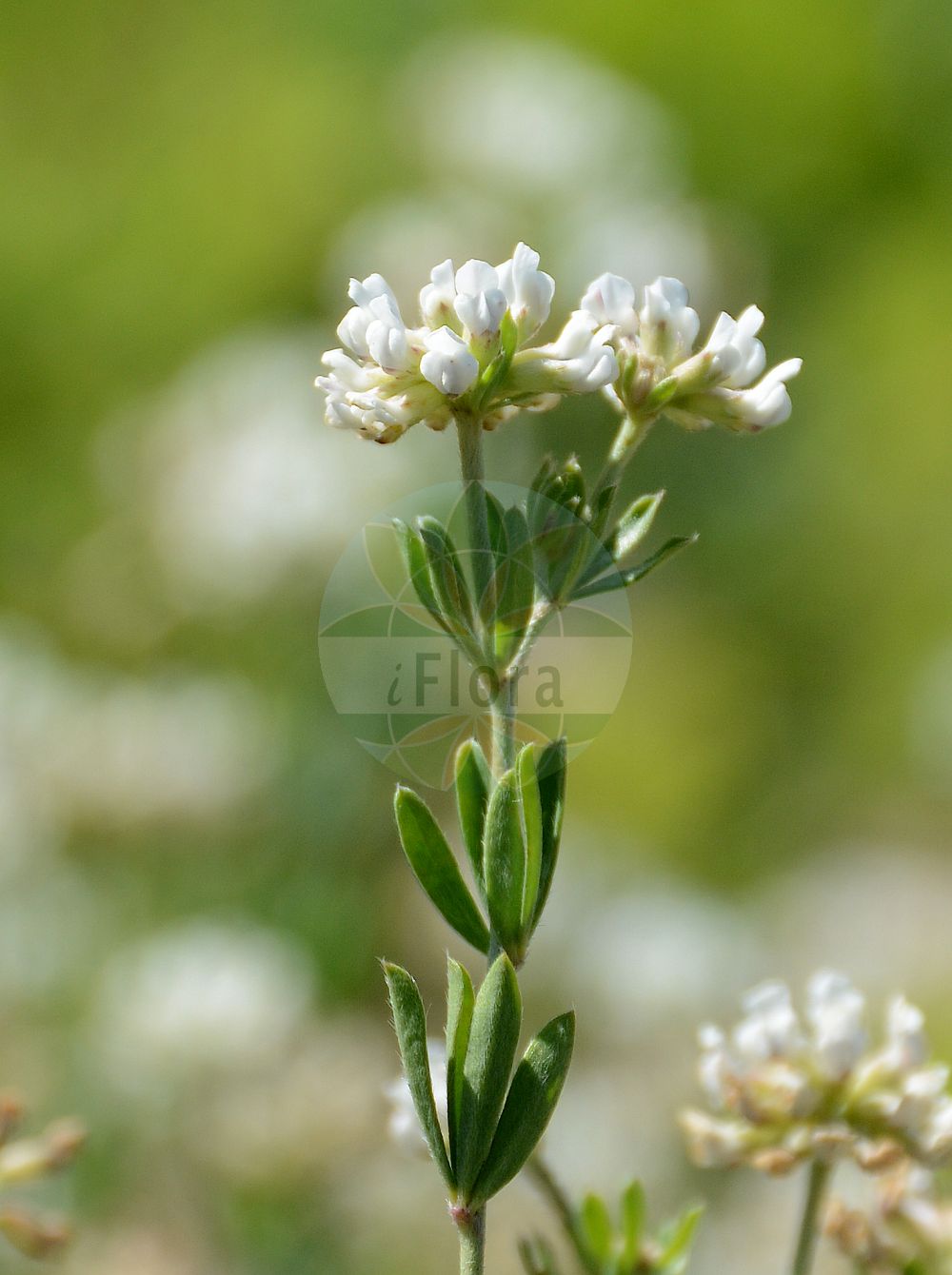 Foto von Dorycnium pentaphyllum subsp. germanicum (Deutscher Backenklee - German Clover). Das Foto wurde in Bremen, Deutschland aufgenommen. ---- Photo of Dorycnium pentaphyllum subsp. germanicum (Deutscher Backenklee - German Clover). The picture was taken in Bremen, Germany.(Dorycnium pentaphyllum subsp. germanicum,Deutscher Backenklee,German Clover,Lotus dorycnium,Deutscher Backenklee,Seidiger Backenklee,German Clover,Dorycnium,Backenklee,Clover,Fabaceae,Schmetterlingsblütler,Pea family)