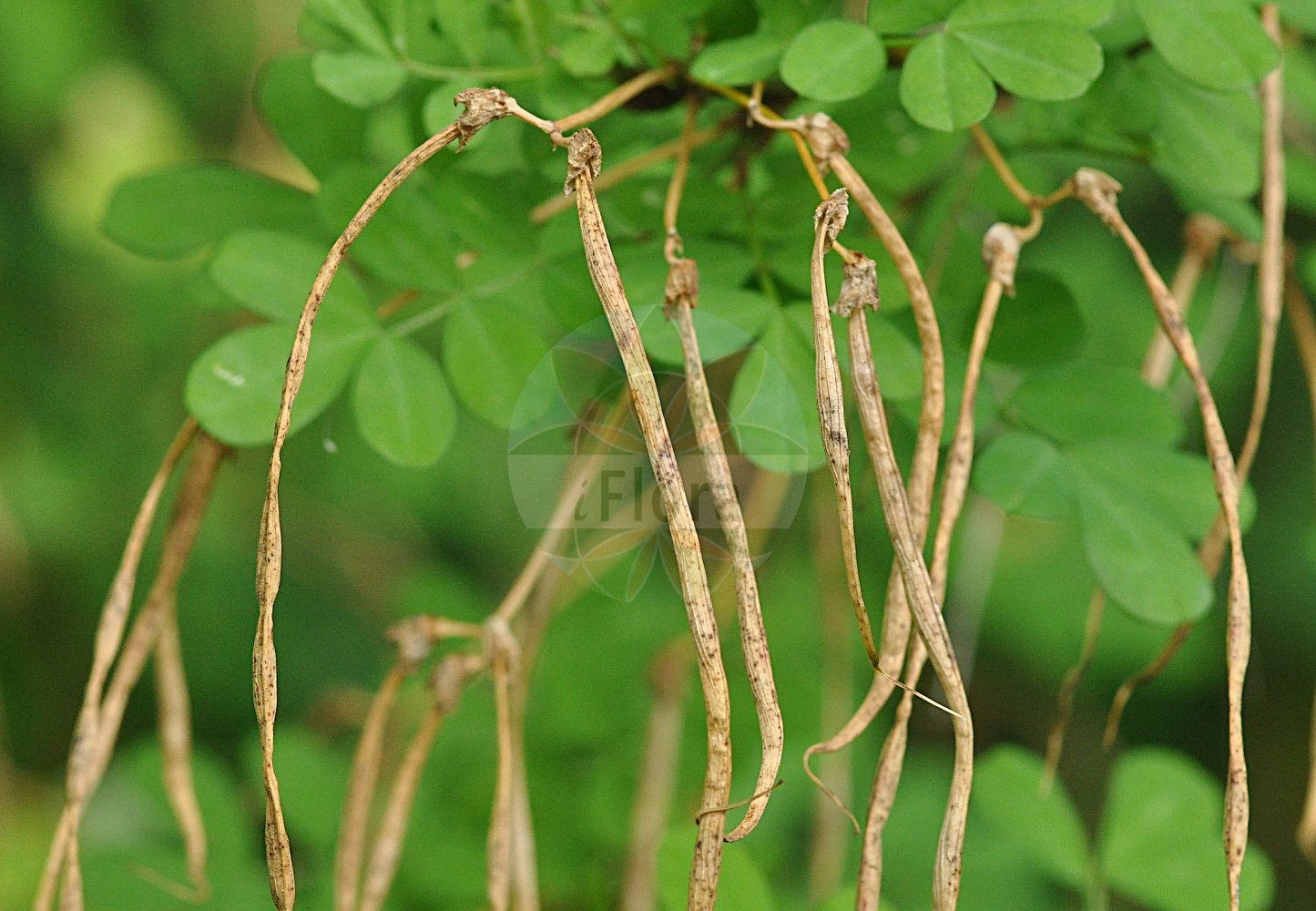 Foto von Hippocrepis emerus (Strauch-Kronwicke - Scorpion Senna). ---- Photo of Hippocrepis emerus (Strauch-Kronwicke - Scorpion Senna).(Hippocrepis emerus,Strauch-Kronwicke,Scorpion Senna,Hippocrepis emerus,Strauch-Kronwicke,Strauchige Kronwicke,Strauchwicke,Scorpion Senna,False Senna,Hippocrepis,Hufeisenklee,Horseshoe,Fabaceae,Schmetterlingsblütler,Pea family)