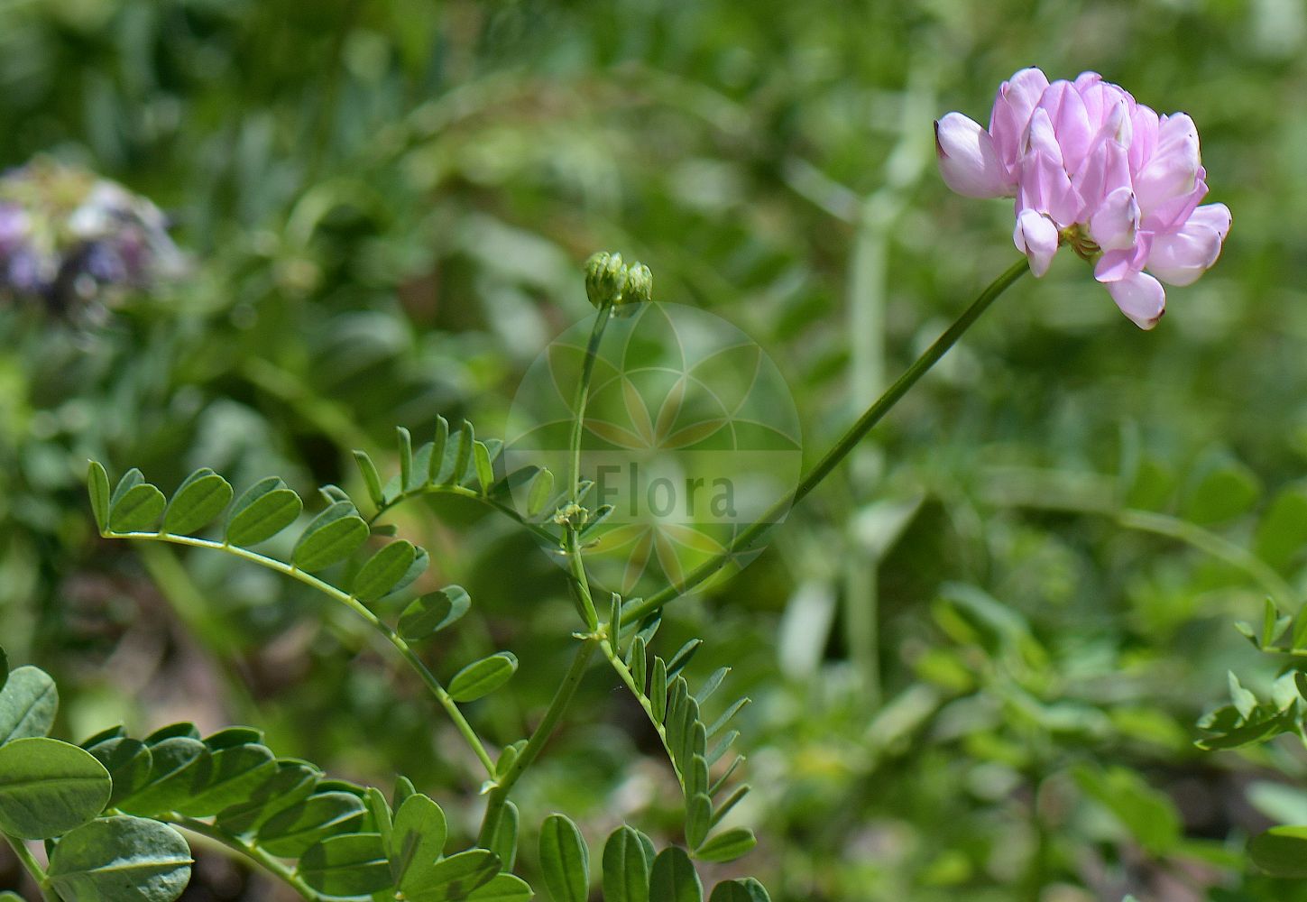 Foto von Securigera varia (Bunte Kronwicke - Crown Vetch). Das Foto wurde in Kopenhagen, Dänemark aufgenommen. ---- Photo of Securigera varia (Bunte Kronwicke - Crown Vetch). The picture was taken in Copenhagen, Denmark.(Securigera varia,Bunte Kronwicke,Crown Vetch,Coronilla haussknechtii,Coronilla hirta,Coronilla varia,Securigera varia,Securigera varia subsp. orientalis,Bunte Kronwicke,Bunte Beilwicke,Buntkronwicke,Crown Vetch,Common Crown Vetch,Crown-vetch Coronilla,Penngift Crown Vetch,Trailing Crown Vetch,Securigera,Kronwicke,Crown Vetch,Fabaceae,Schmetterlingsblütler,Pea family)
