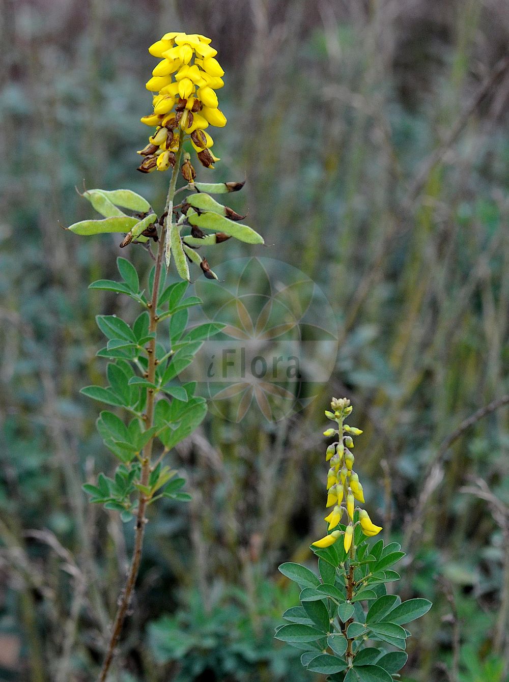Foto von Lembotropis nigricans (Schwarzwerdender Geißklee - Black Broom). Das Foto wurde in Mainz, Rheinland-Pfalz, Deutschland aufgenommen. ---- Photo of Lembotropis nigricans (Schwarzwerdender Geißklee - Black Broom). The picture was taken in Mainz, Rhineland-Palatinate, Germany.(Lembotropis nigricans,Schwarzwerdender Geißklee,Black Broom,Cytisus nigricans,Lembotropis nigricans,Schwarzwerdender Geissklee,Schwarzwerdender Ginster,Trauben-Geissklee,Black Broom,Spike Broom,Yellow-flowered Broom,Lembotropis,Geißklee,Fabaceae,Schmetterlingsblütler,Pea family)