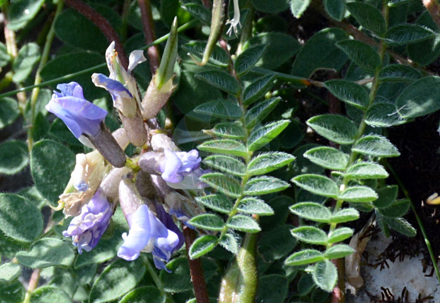 Foto von Oxytropis jacquinii (Berg-Fahnenwicke - Mountain Vetch). Das Foto wurde in La Rambertina, Waadt, Schweiz aufgenommen. ---- Photo of Oxytropis jacquinii (Berg-Fahnenwicke - Mountain Vetch). The picture was taken in La Rambertina, Vaud, Switzerland.(Oxytropis jacquinii,Berg-Fahnenwicke,Mountain Vetch,Astragalus jacquinii,Oxytropis jacquinii,Oxytropis montana,Oxytropis montana subsp. jacquinii,Berg-Fahnenwicke,Mountain Vetch,Oxytropis,Fahnenwicke,Vetch,Fabaceae,Schmetterlingsblütler,Pea family)