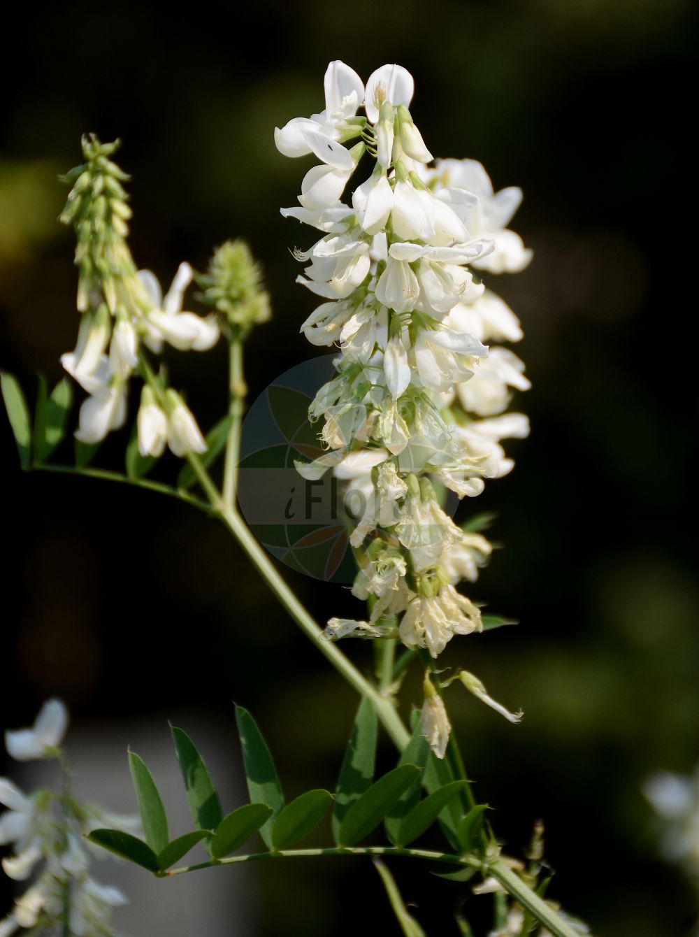 Foto von Galega officinalis (Echte Geißraute - Goat's-rue). Das Foto wurde in Bonn, Nordrhein-Westfalen, Deutschland aufgenommen. ---- Photo of Galega officinalis (Echte Geißraute - Goat's-rue). The picture was taken in Bonn, North Rhine-Westphalia, Germany.(Galega officinalis,Echte Geißraute,Goat's-rue,Galega bicolor,Galega officinalis,Galega patula,Galega persica,Galega vulgaris,Echte Geissraute,Geissraute,Gewoehnliche Geissraute,Goat's-rue,Common Goat's Rue,Professor-weed,French Lilac,Galega,Geißraute,Professor-weed,Fabaceae,Schmetterlingsblütler,Pea family)