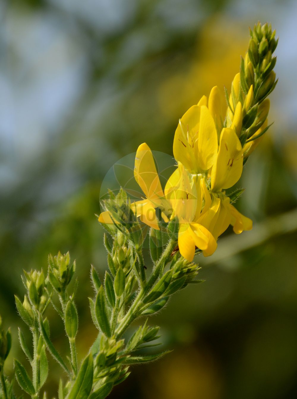 Foto von Genista germanica (Deutscher Ginster - German Greenweed). Das Foto wurde in Bonn, Nordrhein-Westfalen, Deutschland aufgenommen. ---- Photo of Genista germanica (Deutscher Ginster - German Greenweed). The picture was taken in Bonn, North Rhine-Westphalia, Germany.(Genista germanica,Deutscher Ginster,German Greenweed,Cytisus germanica,Genista germanica,Genista heterocantha,Genista spinosa,Scorpius spinosa,Voglera germanica,Voglera spinosa,Deutscher Ginster,German Greenweed,Cat Whin,German Broom,Spiny Furze,Genista,Ginster,Broom,Fabaceae,Schmetterlingsblütler,Pea family)