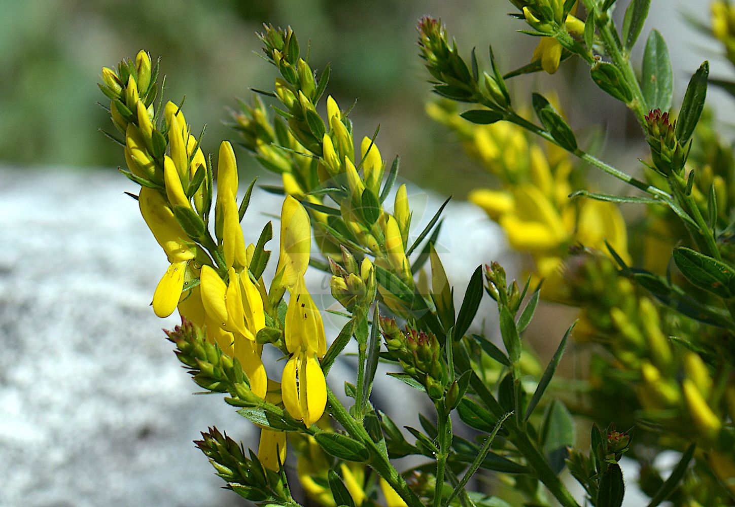 Foto von Genista tinctoria (Färber-Ginster - Dyer's Greenweed). Das Foto wurde in Monte Baldo, Ferrara di Monte Baldo, Veneto, Italien, Alpen aufgenommen. ---- Photo of Genista tinctoria (Färber-Ginster - Dyer's Greenweed). The picture was taken in Monte Baldo, Ferrara di Monte Baldo, Veneto, Italy, Alps.(Genista tinctoria,Färber-Ginster,Dyer's Greenweed,Cytisus tinctoria,Genista alpestris,Genista anxantica,Genista borysthenica,Genista campestris,Genista donetzica,Genista elata,Genista elatior,Genista humilis,Genista hungarica,Genista lasiocarpa,Genista mantica,Genista marginata,Genista mayeri,Genista oligosperma,Genista ovata,Genista patula,Genista perreymondii,Genista ptilophylla,Genista pubescens,Genista rupestris,Genista sibirica,Genista tanaitica,Genista tenuifolia,Genista tinctoria,Genista virgata,Genistoides elata,Genistoides tinctoria,Faerber-Ginster,Kuesten-Faerberginster,Dyer's Greenweed,Dyer's Broom,Dyer's Greenwood,Woad-waxen,Genista,Ginster,Broom,Fabaceae,Schmetterlingsblütler,Pea family)