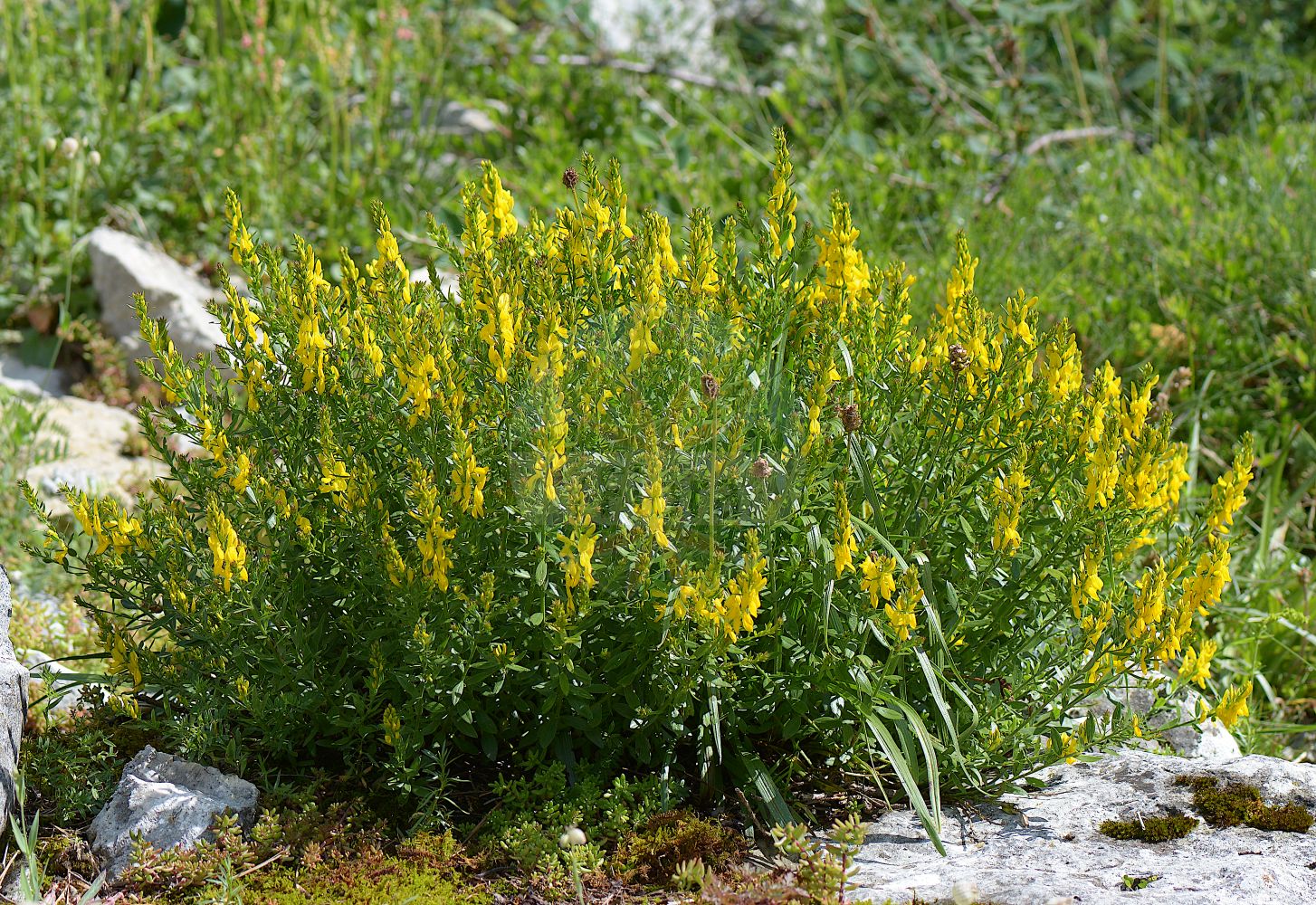 Foto von Genista tinctoria (Färber-Ginster - Dyer's Greenweed). Das Foto wurde in Monte Baldo, Ferrara di Monte Baldo, Veneto, Italien, Alpen aufgenommen. ---- Photo of Genista tinctoria (Färber-Ginster - Dyer's Greenweed). The picture was taken in Monte Baldo, Ferrara di Monte Baldo, Veneto, Italy, Alps.(Genista tinctoria,Färber-Ginster,Dyer's Greenweed,Cytisus tinctoria,Genista alpestris,Genista anxantica,Genista borysthenica,Genista campestris,Genista donetzica,Genista elata,Genista elatior,Genista humilis,Genista hungarica,Genista lasiocarpa,Genista mantica,Genista marginata,Genista mayeri,Genista oligosperma,Genista ovata,Genista patula,Genista perreymondii,Genista ptilophylla,Genista pubescens,Genista rupestris,Genista sibirica,Genista tanaitica,Genista tenuifolia,Genista tinctoria,Genista virgata,Genistoides elata,Genistoides tinctoria,Faerber-Ginster,Kuesten-Faerberginster,Dyer's Greenweed,Dyer's Broom,Dyer's Greenwood,Woad-waxen,Genista,Ginster,Broom,Fabaceae,Schmetterlingsblütler,Pea family)