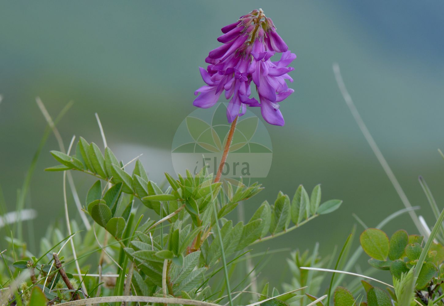 Foto von Hedysarum hedysaroides (Alpen-Süßklee - Alpine Sweetvetch). Das Foto wurde in Vandans, Bludenz, Vorarlberg, Österreich, Alpen aufgenommen. ---- Photo of Hedysarum hedysaroides (Alpen-Süßklee - Alpine Sweetvetch). The picture was taken in Vandans, Bludenz, Vorarlberg, Austria, Alps.(Hedysarum hedysaroides,Alpen-Süßklee,Alpine Sweetvetch,Hedysarum hedysaroides,Hedysarum sibiricum,Alpen-Suessklee,Alpine Sweetvetch,Alpine Sainfoin,French Honeysuckle,Hedysarum,Süßklee,Sweetvetch,Fabaceae,Schmetterlingsblütler,Pea family)
