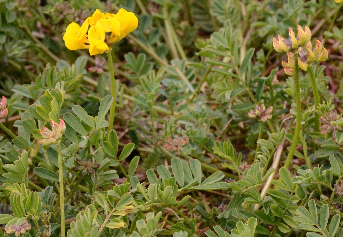 Foto von Hippocrepis comosa (Gewöhnlicher Hufeisenklee - Horseshoe Vetch). Das Foto wurde in Marburg, Hessen, Deutschland aufgenommen. ---- Photo of Hippocrepis comosa (Gewöhnlicher Hufeisenklee - Horseshoe Vetch). The picture was taken in Marburg, Hesse, Germany.(Hippocrepis comosa,Gewöhnlicher Hufeisenklee,Horseshoe Vetch,Hippocrepis comosa,Hippocrepis perennis,Gewoehnlicher Hufeisenklee,Hufeisenklee,Horseshoe Vetch,Hippocrepis,Hufeisenklee,Horseshoe,Fabaceae,Schmetterlingsblütler,Pea family)