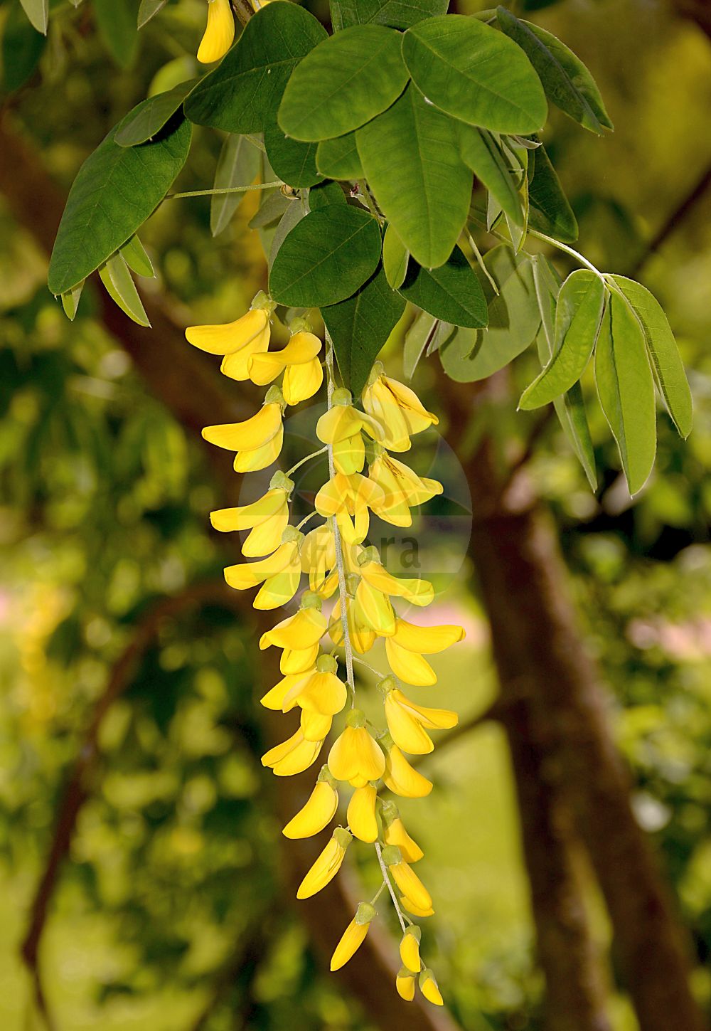 Foto von Laburnum anagyroides (Gewöhnlicher Goldregen - Laburnum). Das Foto wurde in Bonn, Nordrhein-Westfalen, Deutschland aufgenommen. ---- Photo of Laburnum anagyroides (Gewöhnlicher Goldregen - Laburnum). The picture was taken in Bonn, North Rhine-Westphalia, Germany.(Laburnum anagyroides,Gewöhnlicher Goldregen,Laburnum,Cytisus laburnum,Laburnum anagyroides,Laburnum vulgare,Gewoehnlicher Goldregen,Laburnum,False Ebony,Golden Chain Tree,Golden Chain,Golden Chain Laburnum,Golden Rain,Laburnum,Goldregen,Golden Chain,Fabaceae,Schmetterlingsblütler,Pea family)