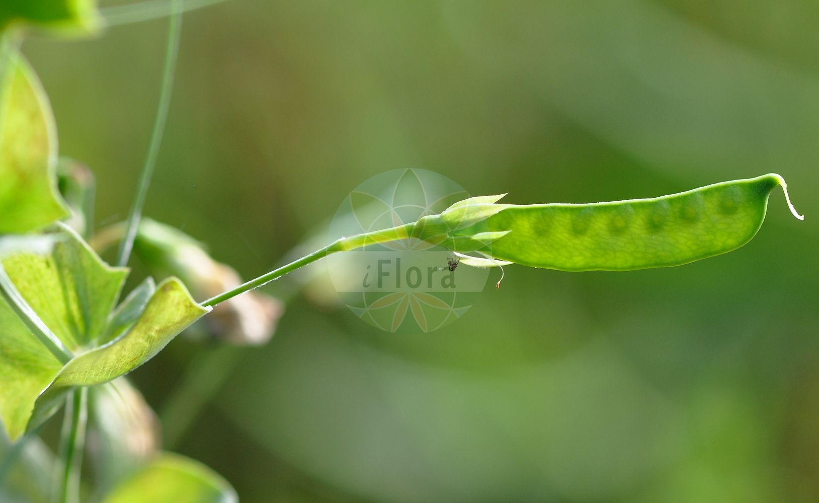 Foto von Lathyrus aphaca (Ranken-Platterbse - Yellow Vetchling). Das Foto wurde in Frankfurt, Hessen, Deutschland aufgenommen. ---- Photo of Lathyrus aphaca (Ranken-Platterbse - Yellow Vetchling). The picture was taken in Frankfurt, Hesse, Germany.(Lathyrus aphaca,Ranken-Platterbse,Yellow Vetchling,Lathyrus aphaca,Orobus aphaca,Ranken-Platterbse,Yellow Vetchling,Yellow Pea,Lathyrus,Platterbse,Pea,Fabaceae,Schmetterlingsblütler,Pea family)