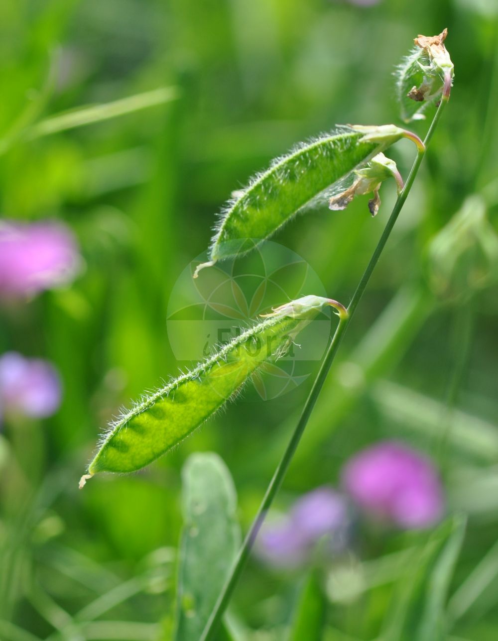 Foto von Lathyrus hirsutus (Behaarte Platterbse - Hairy Vetchling). ---- Photo of Lathyrus hirsutus (Behaarte Platterbse - Hairy Vetchling).(Lathyrus hirsutus,Behaarte Platterbse,Hairy Vetchling,Lathyrus hirsutus,Behaarte Platterbse,Haarfrucht-Platterbse,Rauhaarige Platterbse,Hairy Vetchling,Caley Pea,Rough Pea,Rough Pea Vine,Singletary Pea,Lathyrus,Platterbse,Pea,Fabaceae,Schmetterlingsblütler,Pea family)