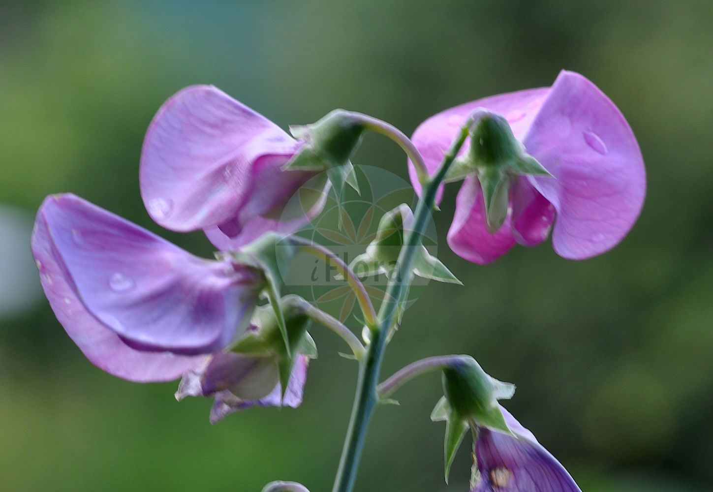 Foto von Lathyrus latifolius (Breitblättrige Platterbse - Broad-leaved Everlasting-Pea). Das Foto wurde in Mainz, Rheinland-Pfalz, Deutschland aufgenommen. ---- Photo of Lathyrus latifolius (Breitblättrige Platterbse - Broad-leaved Everlasting-Pea). The picture was taken in Mainz, Rhineland-Palatinate, Germany.(Lathyrus latifolius,Breitblättrige Platterbse,Broad-leaved Everlasting-Pea,Lathyrus latifolius,Lathyrus megalanthus,Lathyrus membranaceus,Lathyrus sylvestris subsp. latifolius,Breitblaettrige Platterbse,Bukett-Wicke,Broad-leaved Everlasting-Pea,Everlasting Pea,Everlasting Pea Vine,Perennial Pea,Lathyrus,Platterbse,Pea,Fabaceae,Schmetterlingsblütler,Pea family)