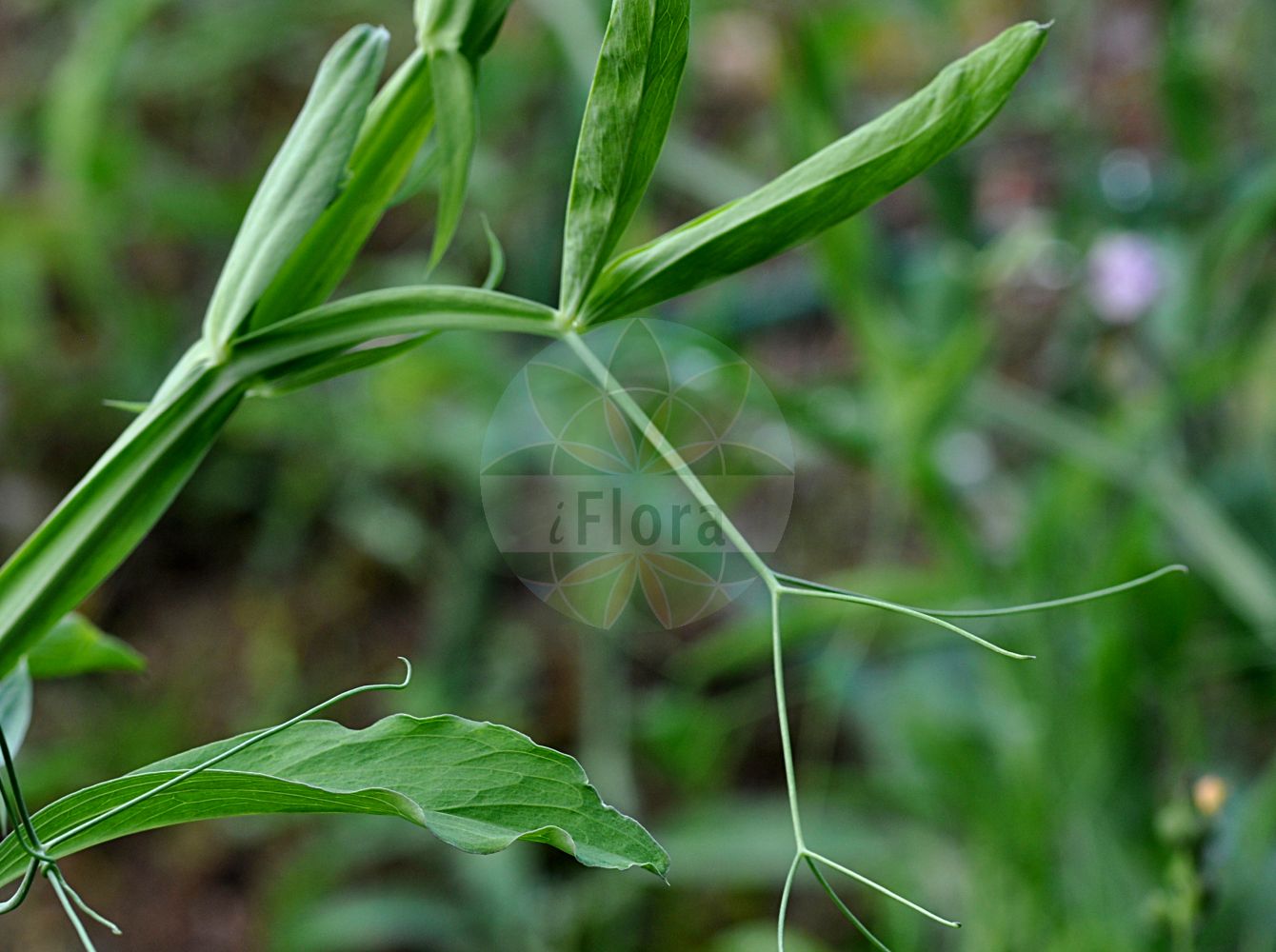 Foto von Lathyrus latifolius (Breitblättrige Platterbse - Broad-leaved Everlasting-Pea). Das Foto wurde in Mainz, Rheinland-Pfalz, Deutschland aufgenommen. ---- Photo of Lathyrus latifolius (Breitblättrige Platterbse - Broad-leaved Everlasting-Pea). The picture was taken in Mainz, Rhineland-Palatinate, Germany.(Lathyrus latifolius,Breitblättrige Platterbse,Broad-leaved Everlasting-Pea,Lathyrus latifolius,Lathyrus megalanthus,Lathyrus membranaceus,Lathyrus sylvestris subsp. latifolius,Breitblaettrige Platterbse,Bukett-Wicke,Broad-leaved Everlasting-Pea,Everlasting Pea,Everlasting Pea Vine,Perennial Pea,Lathyrus,Platterbse,Pea,Fabaceae,Schmetterlingsblütler,Pea family)