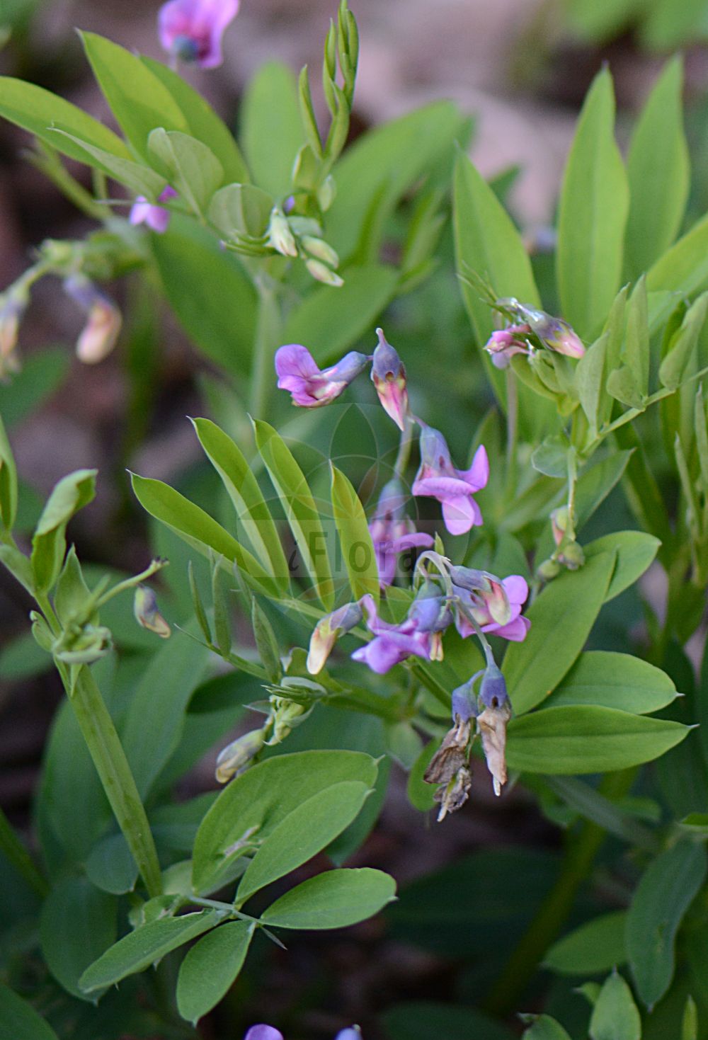 Foto von Lathyrus linifolius (Berg-Platterbse - Bitter-vetch). Das Foto wurde in Köln, Nordrhein-Westfalen, Deutschland aufgenommen. ---- Photo of Lathyrus linifolius (Berg-Platterbse - Bitter-vetch). The picture was taken in Cologne, North Rhine-Westphalia, Germany.(Lathyrus linifolius,Berg-Platterbse,Bitter-vetch,Lathyrus linifolius,Lathyrus macrorrhizus,Lathyrus montanus,Orobus linifolius,Orobus tuberosus,Berg-Platterbse,Bitter-vetch,Tuberous Bitter Vetch,Bitter Vetchling,Wood Pea,Lathyrus,Platterbse,Pea,Fabaceae,Schmetterlingsblütler,Pea family)