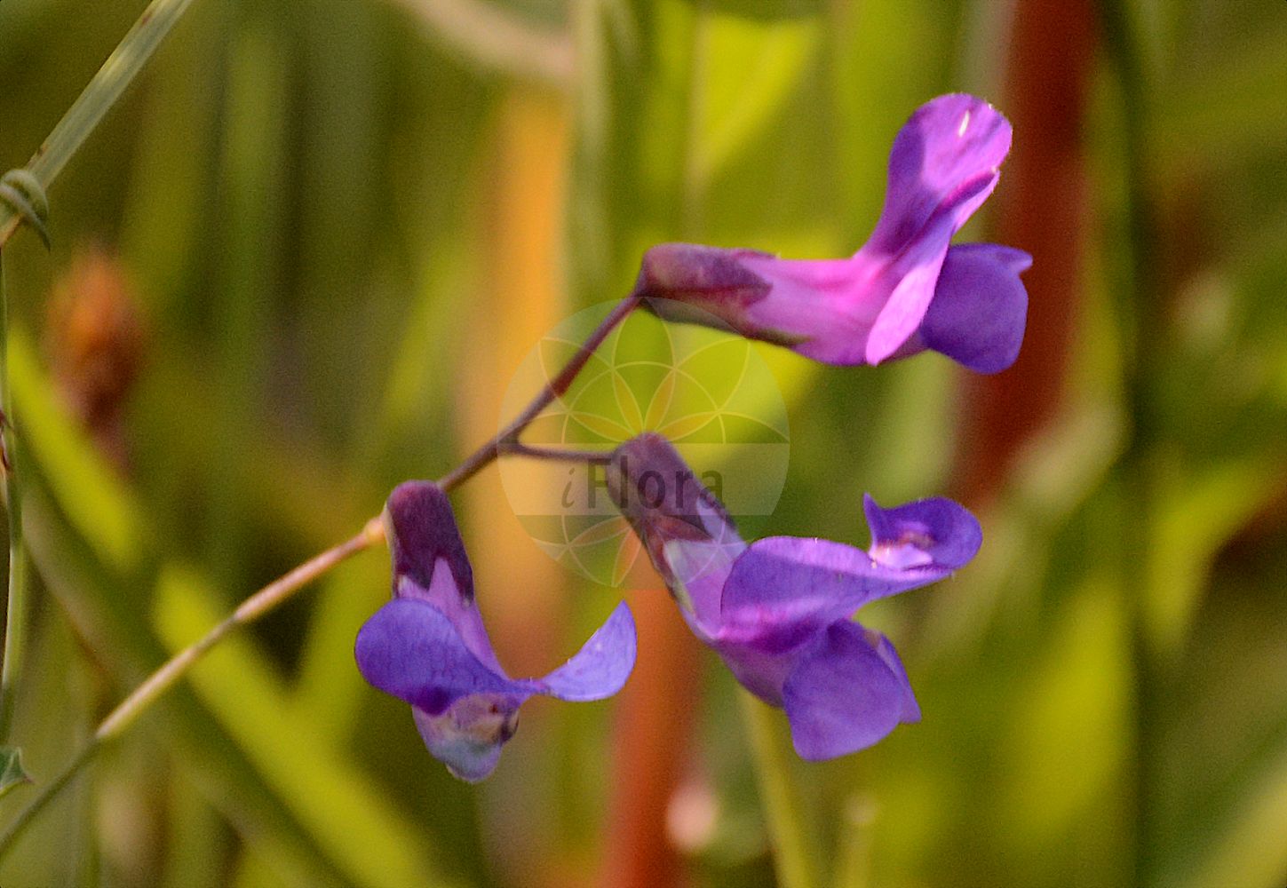 Foto von Lathyrus palustris (Sumpf-Platterbse - Marsh Pea). Das Foto wurde in München, Bayern, Deutschland aufgenommen. ---- Photo of Lathyrus palustris (Sumpf-Platterbse - Marsh Pea). The picture was taken in Munich, Bavaria, Germany.(Lathyrus palustris,Sumpf-Platterbse,Marsh Pea,Lathyrus macranthus,Lathyrus myrtifolius,Lathyrus occidentalis,Lathyrus palustris,Lathyrus pilosus,Orobus myrtifolius,Sumpf-Platterbse,Marsh Pea,Blue Marsh Vetchling,Marsh Pea Vine,Lathyrus,Platterbse,Pea,Fabaceae,Schmetterlingsblütler,Pea family)