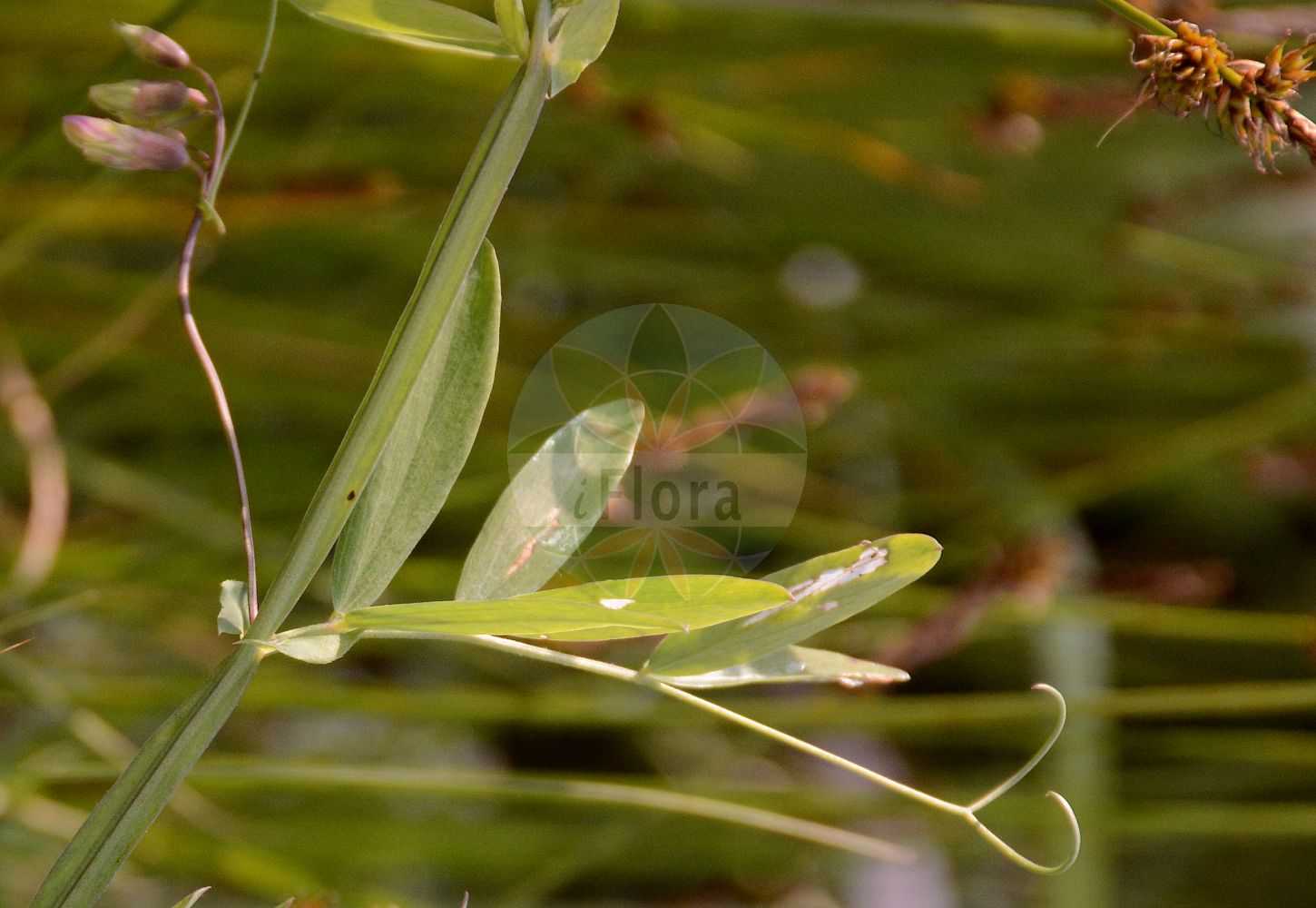 Foto von Lathyrus palustris (Sumpf-Platterbse - Marsh Pea). Das Foto wurde in München, Bayern, Deutschland aufgenommen. ---- Photo of Lathyrus palustris (Sumpf-Platterbse - Marsh Pea). The picture was taken in Munich, Bavaria, Germany.(Lathyrus palustris,Sumpf-Platterbse,Marsh Pea,Lathyrus macranthus,Lathyrus myrtifolius,Lathyrus occidentalis,Lathyrus palustris,Lathyrus pilosus,Orobus myrtifolius,Sumpf-Platterbse,Marsh Pea,Blue Marsh Vetchling,Marsh Pea Vine,Lathyrus,Platterbse,Pea,Fabaceae,Schmetterlingsblütler,Pea family)