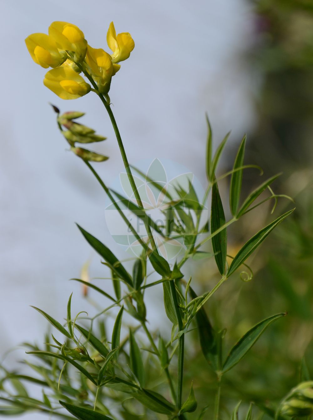 Foto von Lathyrus pratensis (Wiesen-Platterbse - Meadow Vetchling). Das Foto wurde in Schynige Platte, Interlaken, Bern, Schweiz aufgenommen. ---- Photo of Lathyrus pratensis (Wiesen-Platterbse - Meadow Vetchling). The picture was taken in Schynige Platte, Interlaken, Bern, Switzerland.(Lathyrus pratensis,Wiesen-Platterbse,Meadow Vetchling,Lathyrus pratensis,Orobus pratensis,Wiesen-Platterbse,Meadow Vetchling,Meadow Pea Vine,Meadow Pea,Yellow Vetchling,Lathyrus,Platterbse,Pea,Fabaceae,Schmetterlingsblütler,Pea family)