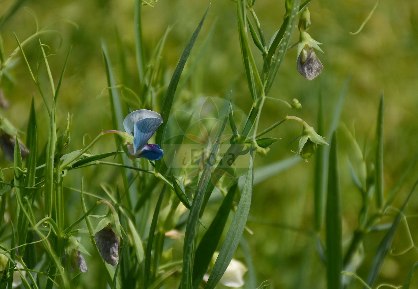 Foto von Lathyrus sativus (Saat-Platterbse - Indian Pea). Das Foto wurde in Berlin, Deutschland aufgenommen. ---- Photo of Lathyrus sativus (Saat-Platterbse - Indian Pea). The picture was taken in Berlin, Germany.(Lathyrus sativus,Saat-Platterbse,Indian Pea,Lathyrus asiaticus,Lathyrus sativus,Lathyrus sativus subsp. asiaticus,Saat-Platterbse,Indian Pea,Chickling Pea,White Pea,Chickling Vetch,Grass Pea,Grass Pea Vine,Lathyrus,Platterbse,Pea,Fabaceae,Schmetterlingsblütler,Pea family)