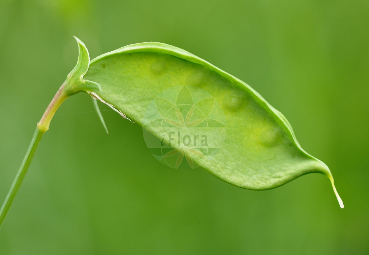 Foto von Lathyrus sativus (Saat-Platterbse - Indian Pea). ---- Photo of Lathyrus sativus (Saat-Platterbse - Indian Pea).(Lathyrus sativus,Saat-Platterbse,Indian Pea,Lathyrus asiaticus,Lathyrus sativus,Lathyrus sativus subsp. asiaticus,Saat-Platterbse,Indian Pea,Chickling Pea,White Pea,Chickling Vetch,Grass Pea,Grass Pea Vine,Lathyrus,Platterbse,Pea,Fabaceae,Schmetterlingsblütler,Pea family)