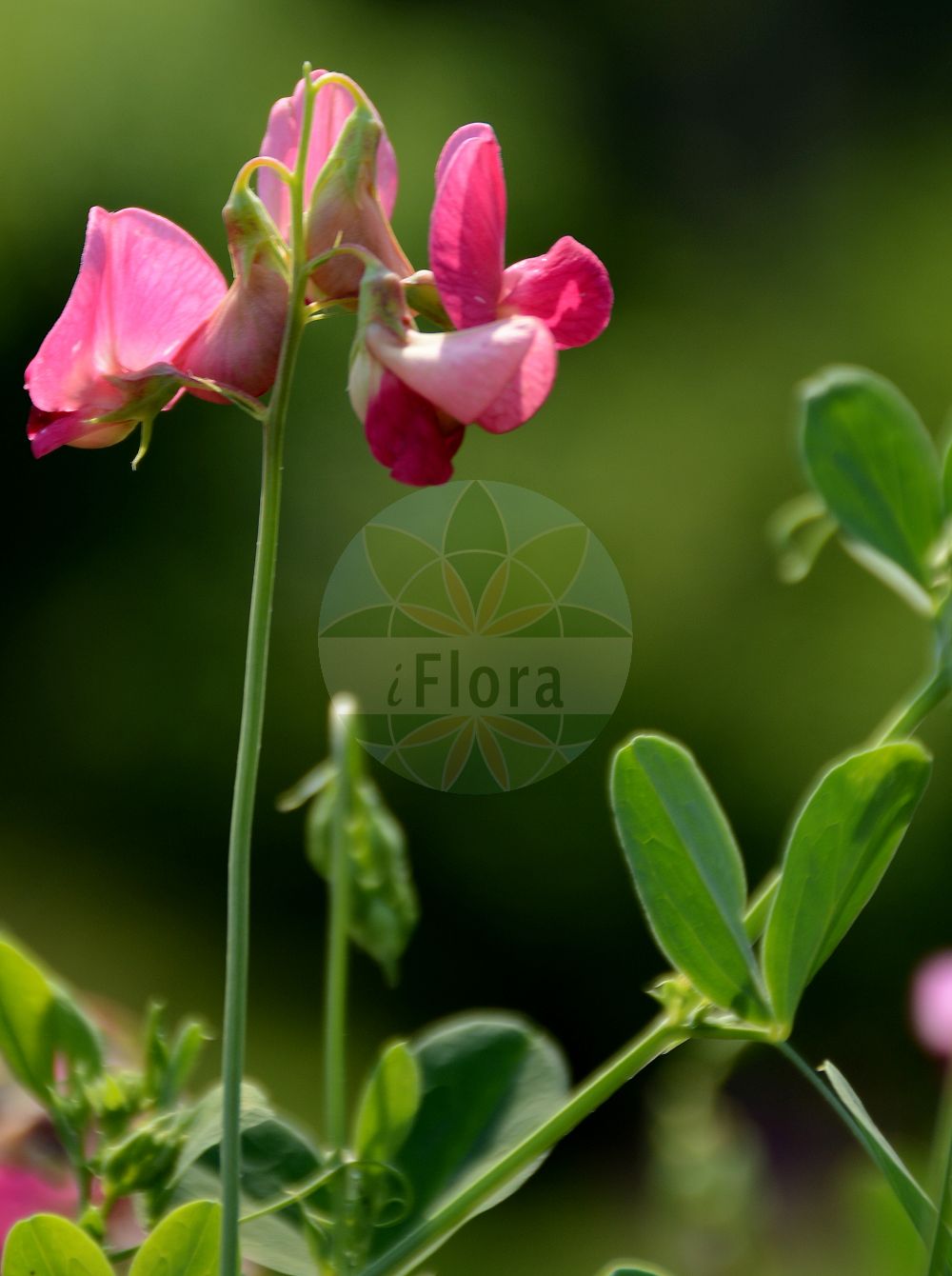 Foto von Lathyrus tuberosus (Knollen-Platterbse - Tuberous Pea). Das Foto wurde in Bonn, Nordrhein-Westfalen, Deutschland aufgenommen. ---- Photo of Lathyrus tuberosus (Knollen-Platterbse - Tuberous Pea). The picture was taken in Bonn, North Rhine-Westphalia, Germany.(Lathyrus tuberosus,Knollen-Platterbse,Tuberous Pea,Lathyrus tuberosus,Knollen-Platterbse,Tuberous Pea,Earth Chestnut,Tuberous Sweetpea,Earthnut Pea,Tuberous Vetchling,Lathyrus,Platterbse,Pea,Fabaceae,Schmetterlingsblütler,Pea family)