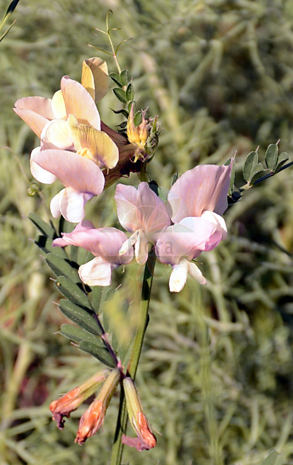 Foto von Vicia pannonica (Pannonische Wicke - Hungarian Vetch). Das Foto wurde in Berlin, Deutschland aufgenommen. ---- Photo of Vicia pannonica (Pannonische Wicke - Hungarian Vetch). The picture was taken in Berlin, Germany.(Vicia pannonica,Pannonische Wicke,Hungarian Vetch,Vicia pannonica,Pannonische Wicke,Gestreifte Ungarische Wicke,Streif-Wicke,Hungarian Vetch,Vicia,Wicke,Vetch,Fabaceae,Schmetterlingsblütler,Pea family)