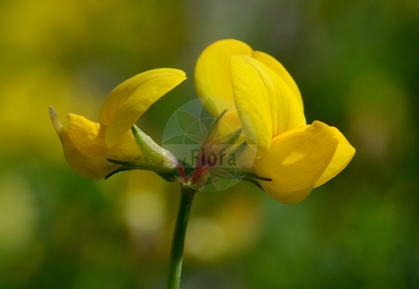 Foto von Lotus tenuis (Schmalblättriger Hornklee - Narrow-leaved Bird's-Foot-Trefoil). Das Foto wurde in Uppsala, Schweden aufgenommen. ---- Photo of Lotus tenuis (Schmalblättriger Hornklee - Narrow-leaved Bird's-Foot-Trefoil). The picture was taken in Uppsala, Sweden.(Lotus tenuis,Schmalblättriger Hornklee,Narrow-leaved Bird's-Foot-Trefoil,Lotus glaber,Lotus macbridei,Lotus tenuifolius,Lotus tenuis,Schmalblaettriger Hornklee,Narrow-leaved Bird's-Foot-Trefoil,Narrow-leaf Bird's-Foot Trefoil,Slender Birdsfoot Trefoil,Lotus,Hornklee,Trefoil,Fabaceae,Schmetterlingsblütler,Pea family)