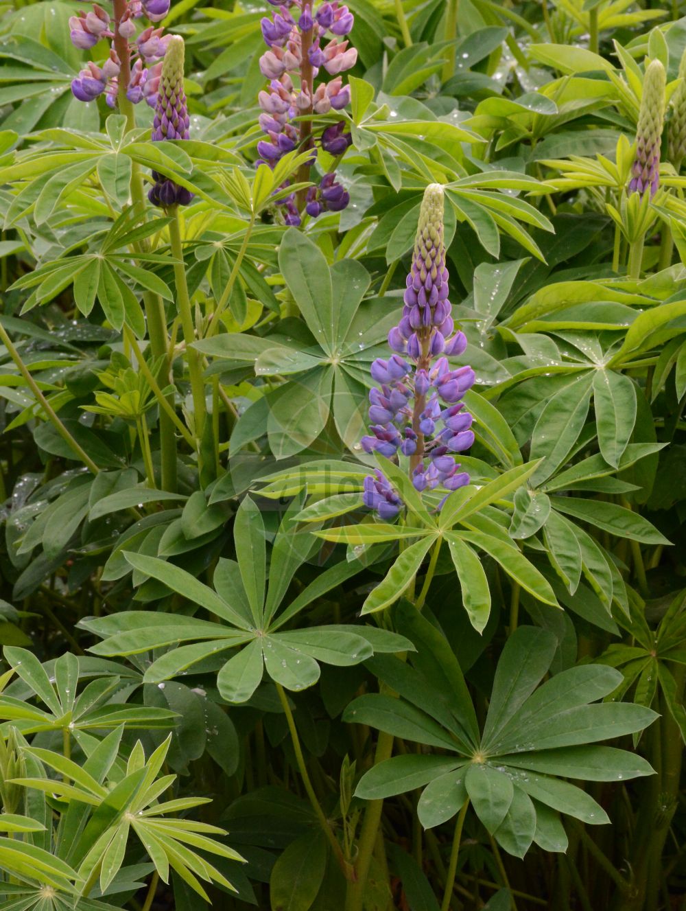 Foto von Lupinus polyphyllus (Vielblättrige Lupine - Garden Lupin). Das Foto wurde in München, Bayern, Deutschland aufgenommen. ---- Photo of Lupinus polyphyllus (Vielblättrige Lupine - Garden Lupin). The picture was taken in Munich, Bavaria, Germany.(Lupinus polyphyllus,Vielblättrige Lupine,Garden Lupin,Lupinus polyphyllus,Lupinus wyethii S. Watson,Vielblaettrige Lupine,Ausdauernde Lupine,Stauden-Lupine,Garden Lupin,Blue-pod Lupine,Bigleaf Lupine,Garden Lupine,Large-leaved Lupin,Large-leaved Lupine,Perennial Lupin,Russell Lupine,Lupinus,Lupine,Lupine,Fabaceae,Schmetterlingsblütler,Pea family)