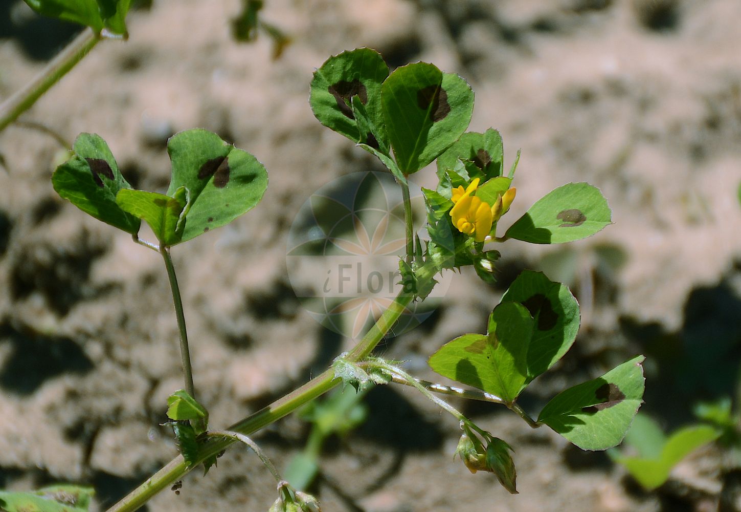 Foto von Medicago arabica (Arabischer Schneckenklee - Spotted Medick). Das Foto wurde in Mainz, Rheinland-Pfalz, Deutschland aufgenommen. ---- Photo of Medicago arabica (Arabischer Schneckenklee - Spotted Medick). The picture was taken in Mainz, Rhineland-Palatinate, Germany.(Medicago arabica,Arabischer Schneckenklee,Spotted Medick,Medicago arabica,Medicago cordata,Medicago maculata,Medicago polymorpha var. arabica,Arabischer Schneckenklee,Gefleckte Wollklette,Spotted Medick,Calvary Clover,Spotted Bur Clover,Medicago,Schneckenklee,Alfalfa,Fabaceae,Schmetterlingsblütler,Pea family)