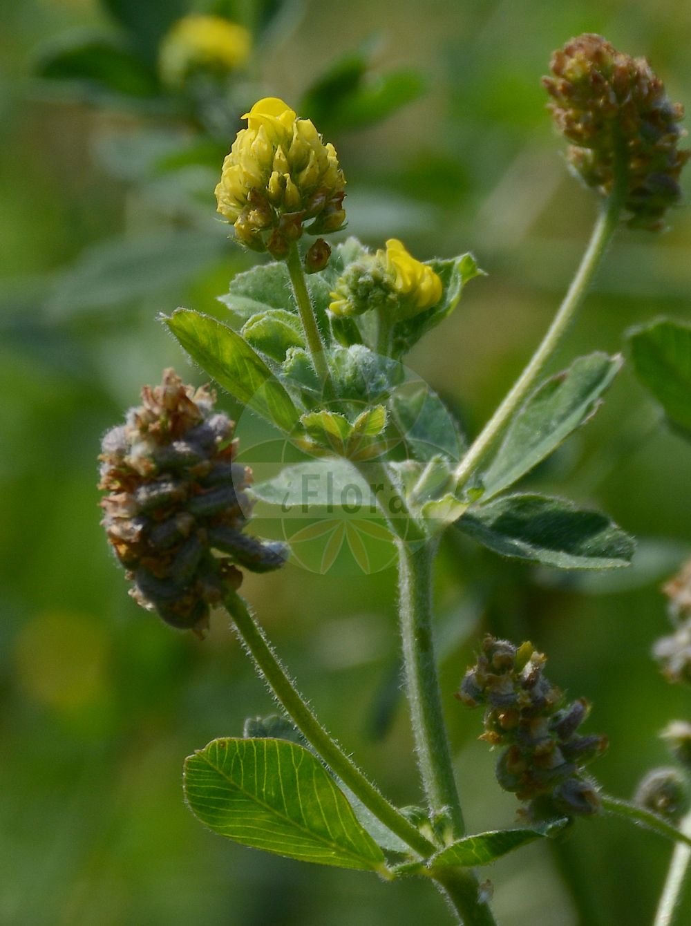 Foto von Medicago lupulina (Hopfenklee - Black Medick). Das Foto wurde in Bonn, Nordrhein-Westfalen, Deutschland aufgenommen. ---- Photo of Medicago lupulina (Hopfenklee - Black Medick). The picture was taken in Bonn, North Rhine-Westphalia, Germany.(Medicago lupulina,Hopfenklee,Black Medick,Medicago appenina,Medicago cupaniana,Medicago lupulina,Medicago wildenowii,Hopfenklee,Hopfen-Schneckenklee,Black Medick,Hop Clover,Yellow Trefoil,Medicago,Schneckenklee,Alfalfa,Fabaceae,Schmetterlingsblütler,Pea family)
