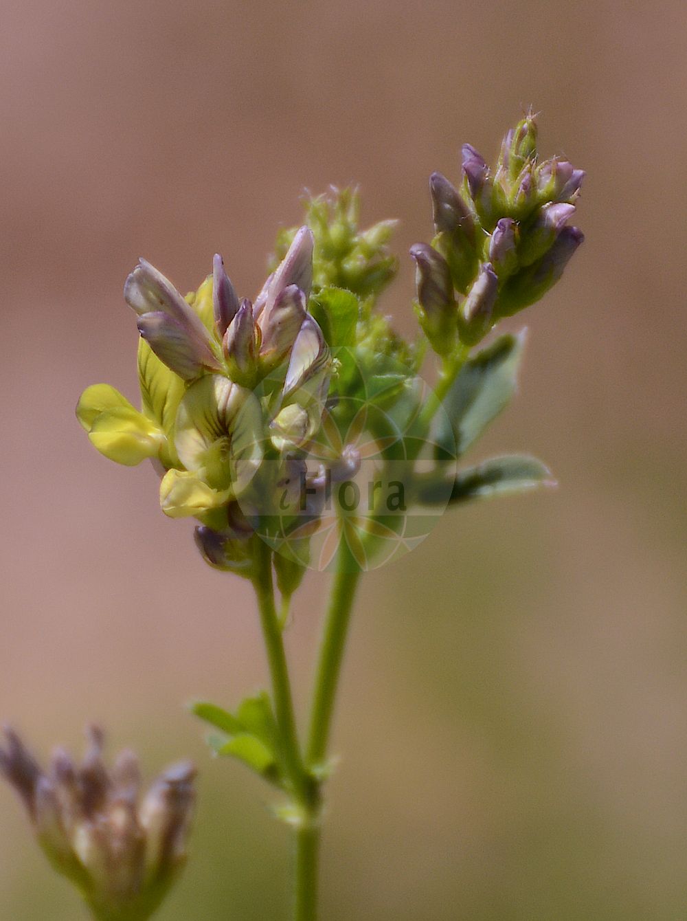 Foto von Medicago falcata (Sichelklee - Sickle Medick). Das Foto wurde in Mainz, Rheinland-Pfalz, Deutschland aufgenommen. ---- Photo of Medicago falcata (Sichelklee - Sickle Medick). The picture was taken in Mainz, Rhineland-Palatinate, Germany.(Medicago falcata,Sichelklee,Sickle Medick,Medicago aurantiaca,Medicago borealis,Medicago falcata,Medicago falcata L. subsp.,Medicago glandulosa,Medicago kotovii,Medicago procumbens,Medicago quasifalcata,Medicago romanica,Medicago tenderiensis,Sichelklee,Bastard-Luzerne,Blaue Luzerne,Gelbe Luzerne,Gewoehnliche Luzerne,Sichel-Schneckenklee,Sickle Medick,Yellow Alfalfa,Yellow-flower Lucerne,Medicago,Schneckenklee,Alfalfa,Fabaceae,Schmetterlingsblütler,Pea family)
