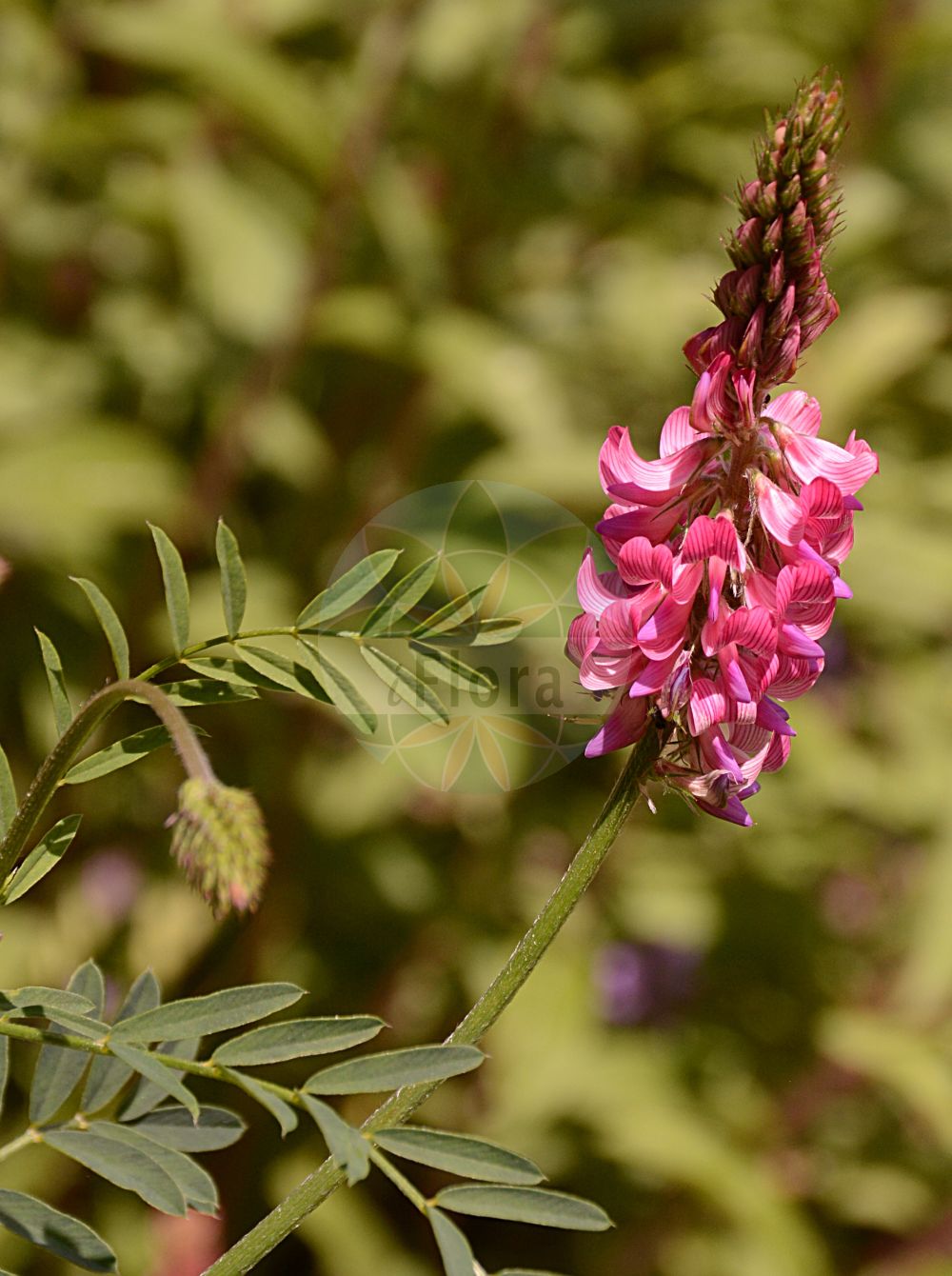 Foto von Onobrychis viciifolia (Saat-Esparsette - Sainfoin). Das Foto wurde in Dresden, Sachsen, Deutschland aufgenommen. ---- Photo of Onobrychis viciifolia (Saat-Esparsette - Sainfoin). The picture was taken in Dresden, Sachsen, Germany.(Onobrychis viciifolia,Saat-Esparsette,Sainfoin,Hedysarum onobrychis,Onobrychis sativa,Onobrychis viciifolia,Onobrychis vulgaris,Saat-Esparsette,Gewoehnliche Esparsette,Sainfoin,Esparcet,Onobrychis,Esparsette,Sainfoin,Fabaceae,Schmetterlingsblütler,Pea family)