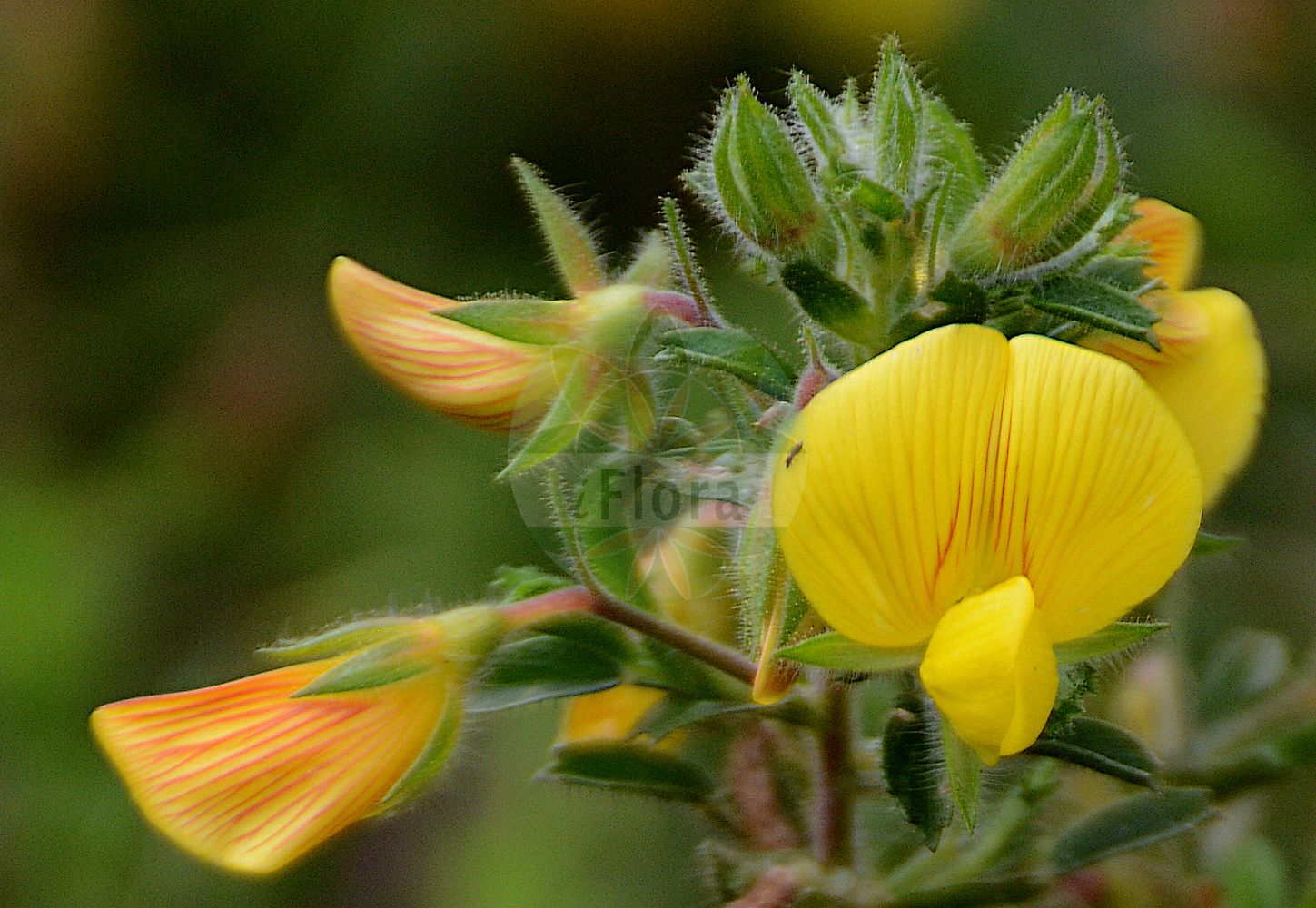 Foto von Ononis natrix (Gelbe Hauhechel - Yellow Restharrow). Das Foto wurde in Frankfurt, Hessen, Deutschland aufgenommen. ---- Photo of Ononis natrix (Gelbe Hauhechel - Yellow Restharrow). The picture was taken in Frankfurt, Hesse, Germany.(Ononis natrix,Gelbe Hauhechel,Yellow Restharrow,Ononis ambigua,Ononis natrix,Gelbe Hauhechel,Yellow Restharrow,Goatroot,Large Yellow Restharrow,Ononis,Hauhechel,Restharrow,Fabaceae,Schmetterlingsblütler,Pea family)