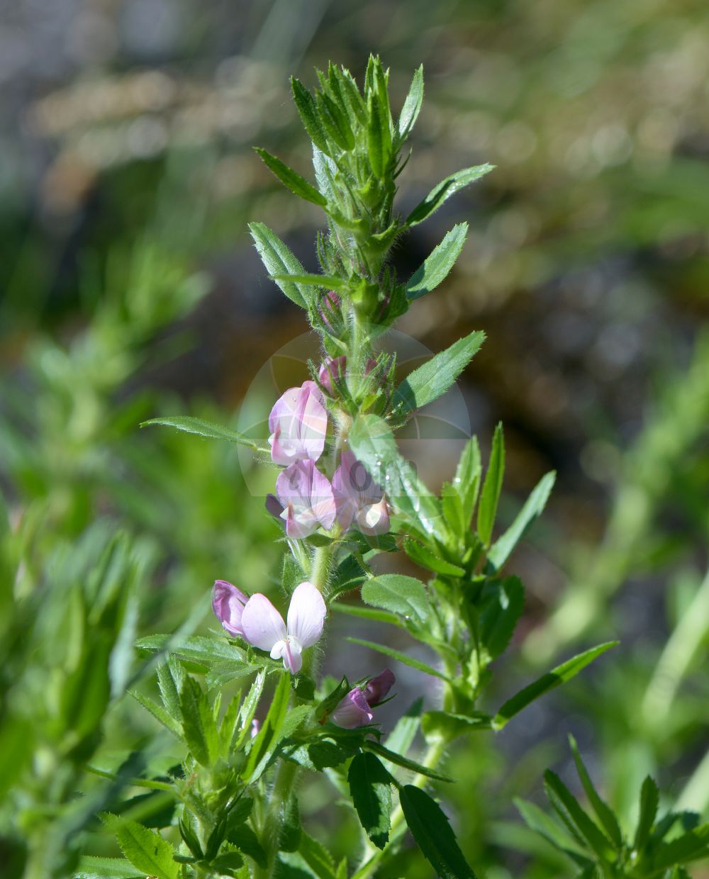 Foto von Ononis spinosa subsp. hircina (Bocks-Hauhechel - Field Restharrow). Das Foto wurde in Oslo, Norwegen aufgenommen. ---- Photo of Ononis spinosa subsp. hircina (Bocks-Hauhechel - Field Restharrow). The picture was taken in Oslo, Norway.(Ononis spinosa subsp. hircina,Bocks-Hauhechel,Field Restharrow,Ononis spinosiformis,Bocks-Hauhechel,Field Restharrow,Ononis,Hauhechel,Restharrow,Fabaceae,Schmetterlingsblütler,Pea family)