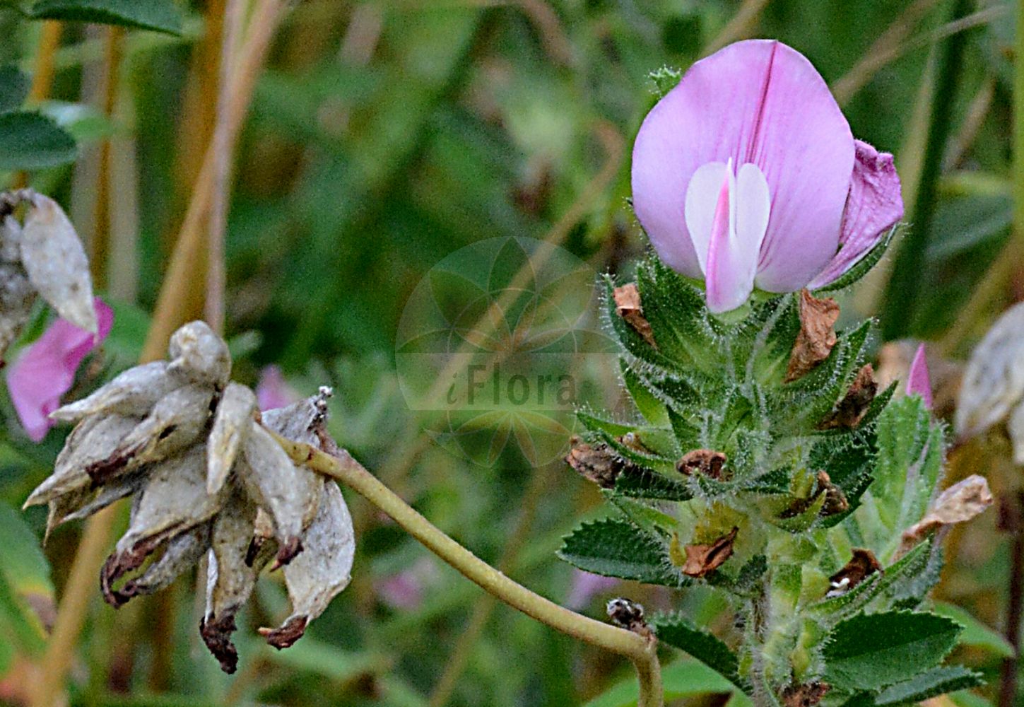 Foto von Ononis spinosa subsp. procurrens (Kriechende Hauhechel - Common Restharrow). Das Foto wurde in Tübingen, Baden-Württemberg, Deutschland aufgenommen. ---- Photo of Ononis spinosa subsp. procurrens (Kriechende Hauhechel - Common Restharrow). The picture was taken in Tuebingen, Baden-Wuerttemberg, Germany.(Ononis spinosa subsp. procurrens,Kriechende Hauhechel,Common Restharrow,Ononis spinosa subsp. procurrens,Kriechende Hauhechel,Duenen-Kriech-Hauhechel,Common Restharrow,Creeping Restharrow,Ononis,Hauhechel,Restharrow,Fabaceae,Schmetterlingsblütler,Pea family)