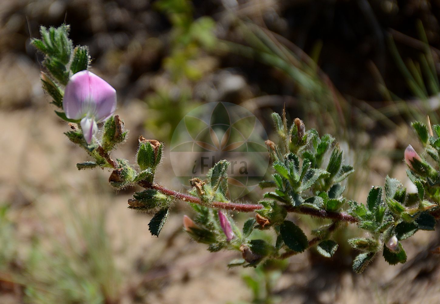Foto von Ononis spinosa subsp. procurrens (Kriechende Hauhechel - Common Restharrow). Das Foto wurde in Mainz, Rheinland-Pfalz, Deutschland aufgenommen. ---- Photo of Ononis spinosa subsp. procurrens (Kriechende Hauhechel - Common Restharrow). The picture was taken in Mainz, Rhineland-Palatinate, Germany.(Ononis spinosa subsp. procurrens,Kriechende Hauhechel,Common Restharrow,Ononis spinosa subsp. procurrens,Kriechende Hauhechel,Duenen-Kriech-Hauhechel,Common Restharrow,Creeping Restharrow,Ononis,Hauhechel,Restharrow,Fabaceae,Schmetterlingsblütler,Pea family)